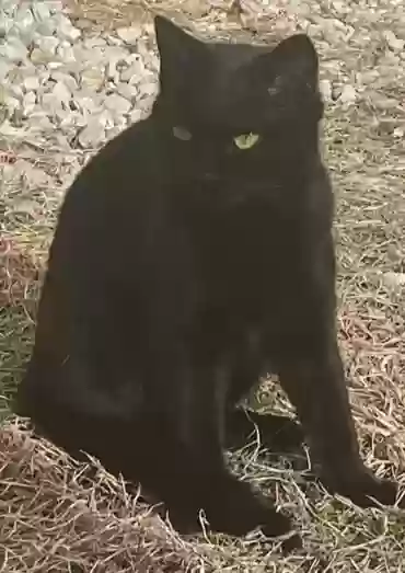 adoptable Cat in Ridgeway,MO named Raven