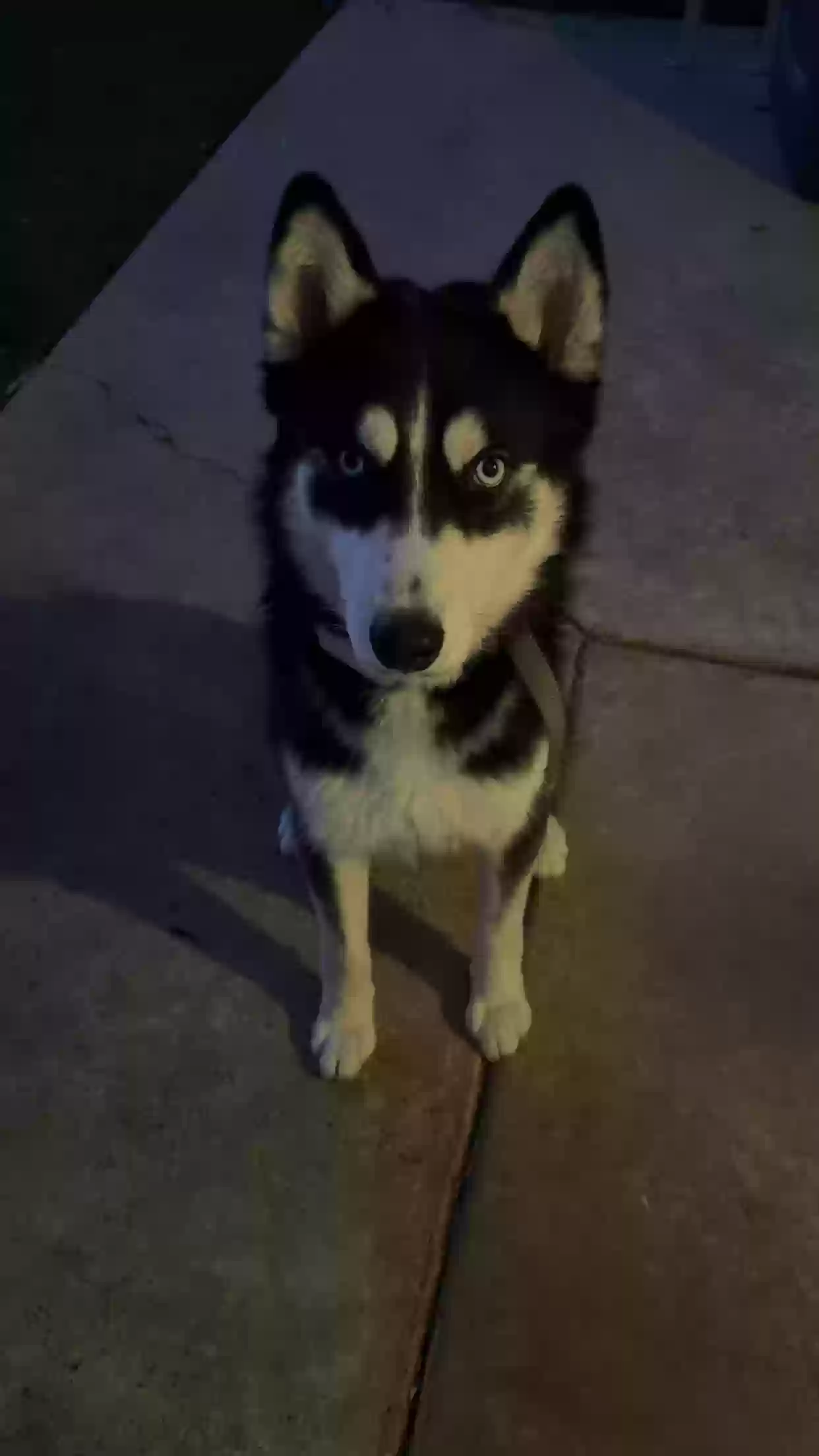 adoptable Dog in Glendale,AZ named Bandit