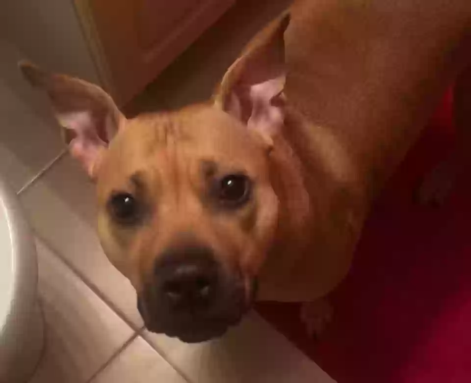 adoptable Dog in Bronx,NY named Pupa