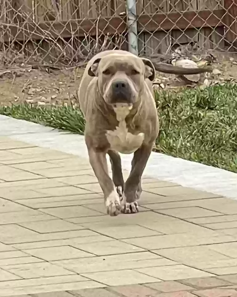 adoptable Dog in Rialto,CA named 