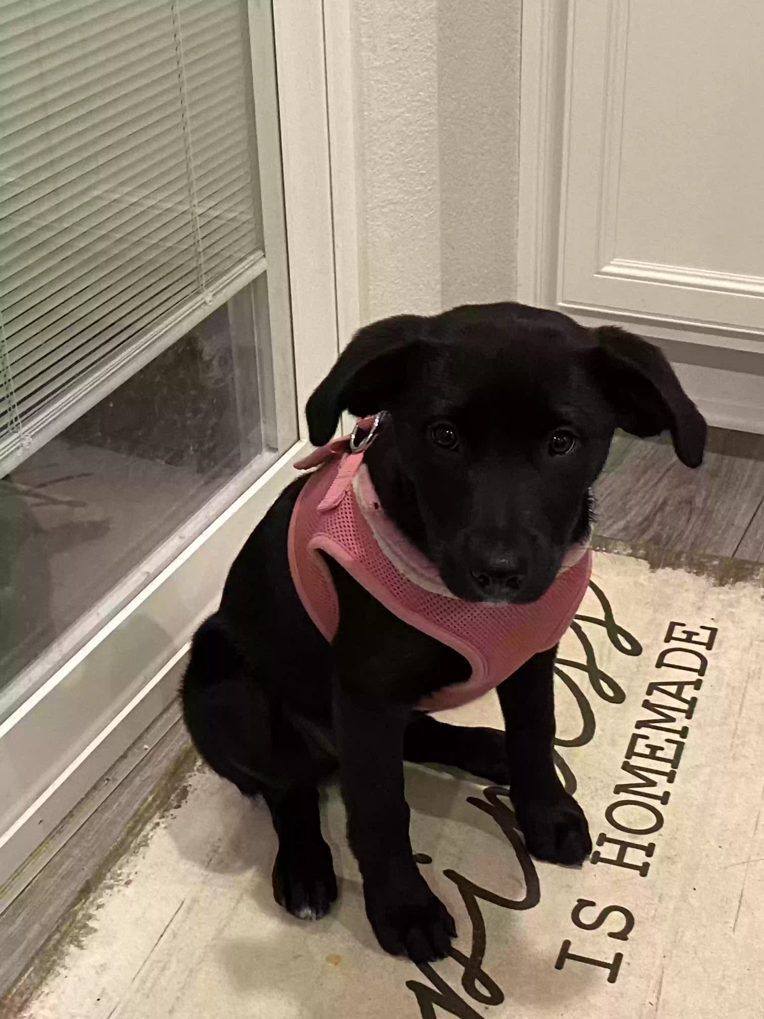 adoptable Dog in Aurora,CO named Annie Mae