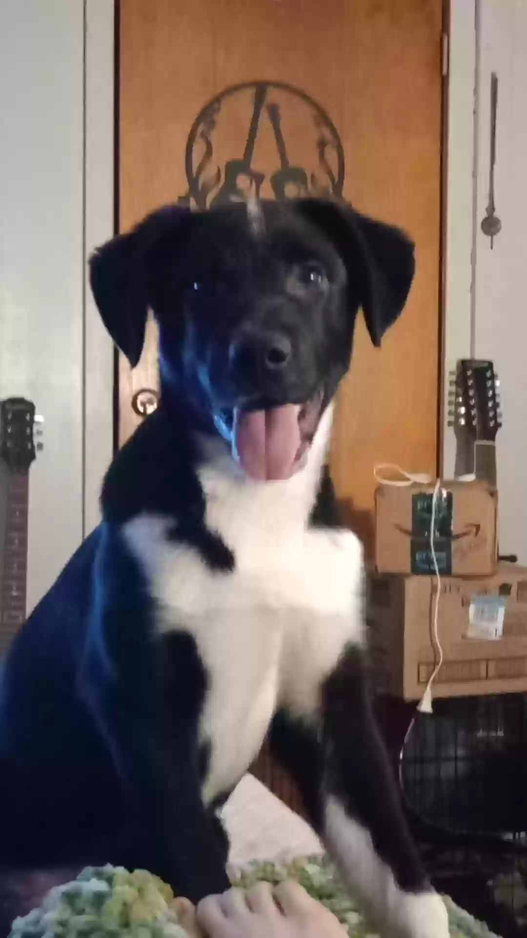 adoptable Dog in Clarksville,TN named Brantley