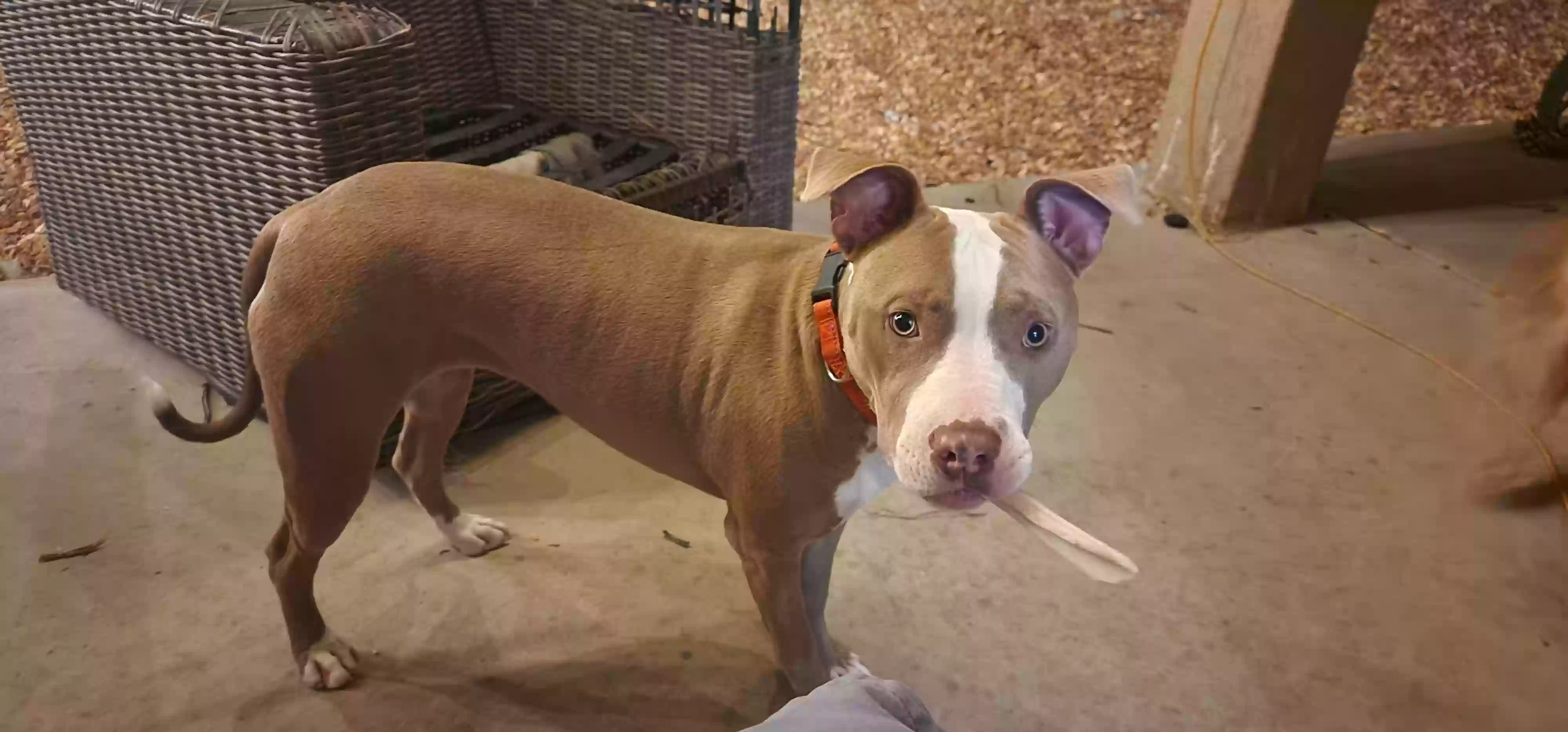 adoptable Dog in El Paso,TX named Lola