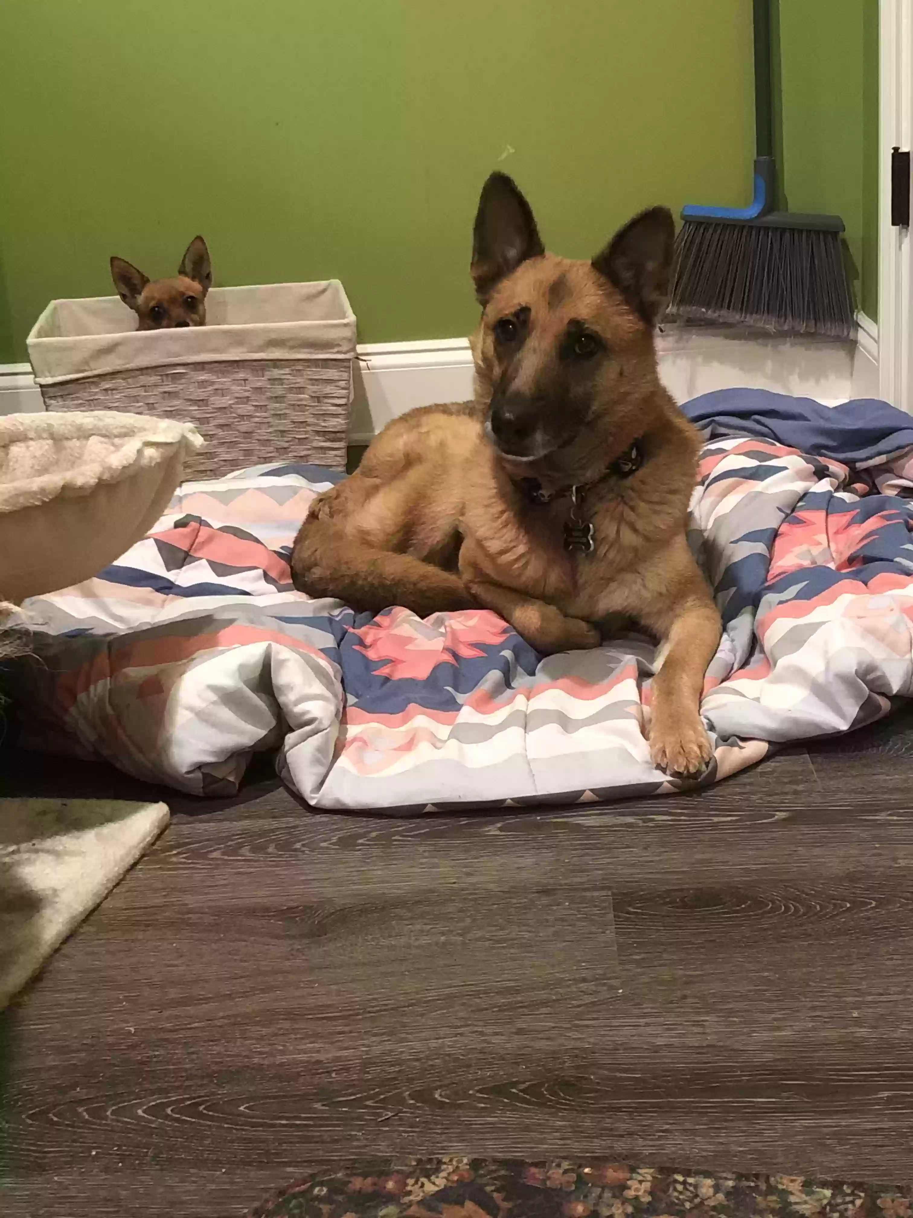adoptable Dog in Brandon,MS named Mars