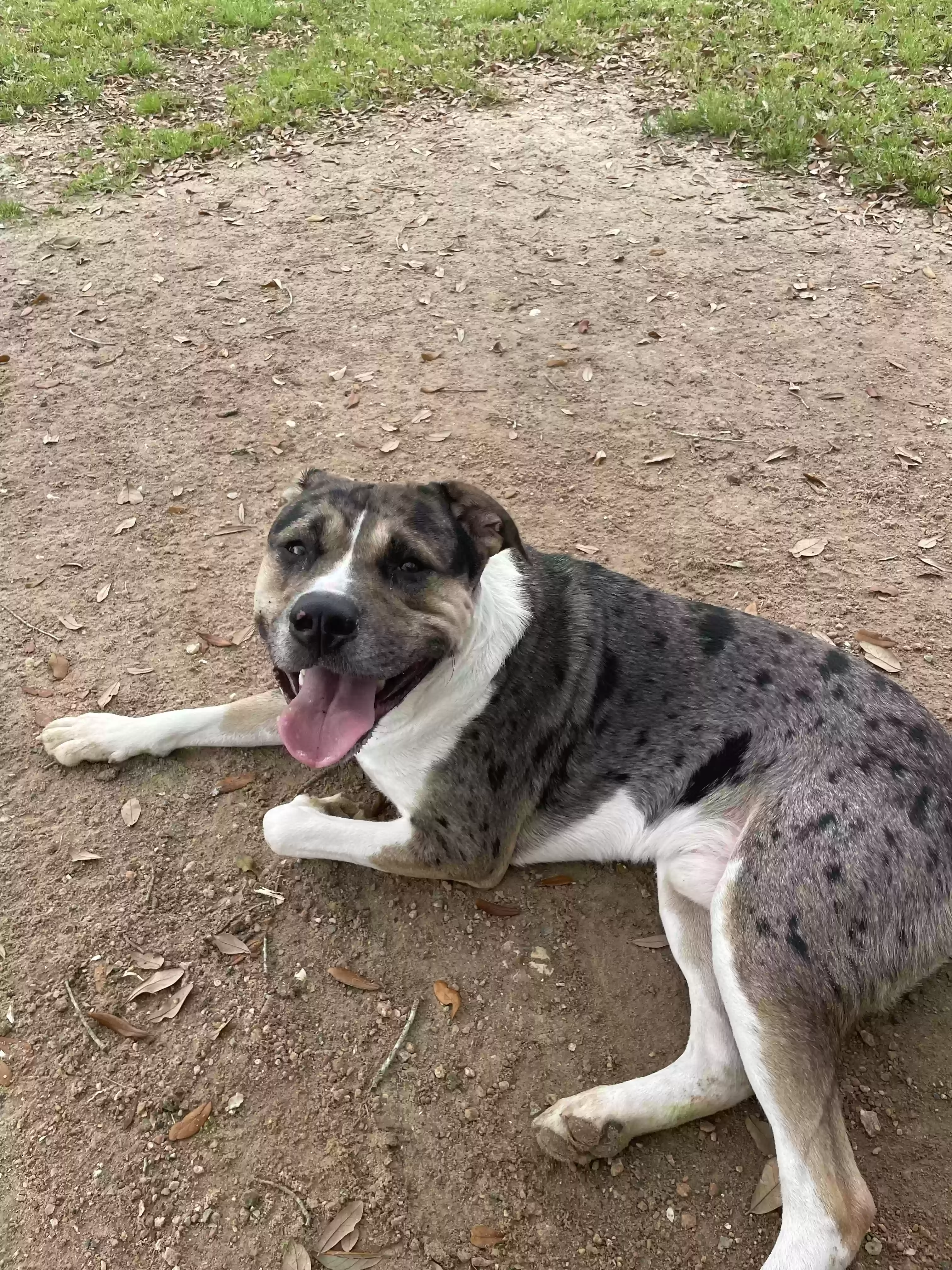adoptable Dog in League City,TX named Oreo