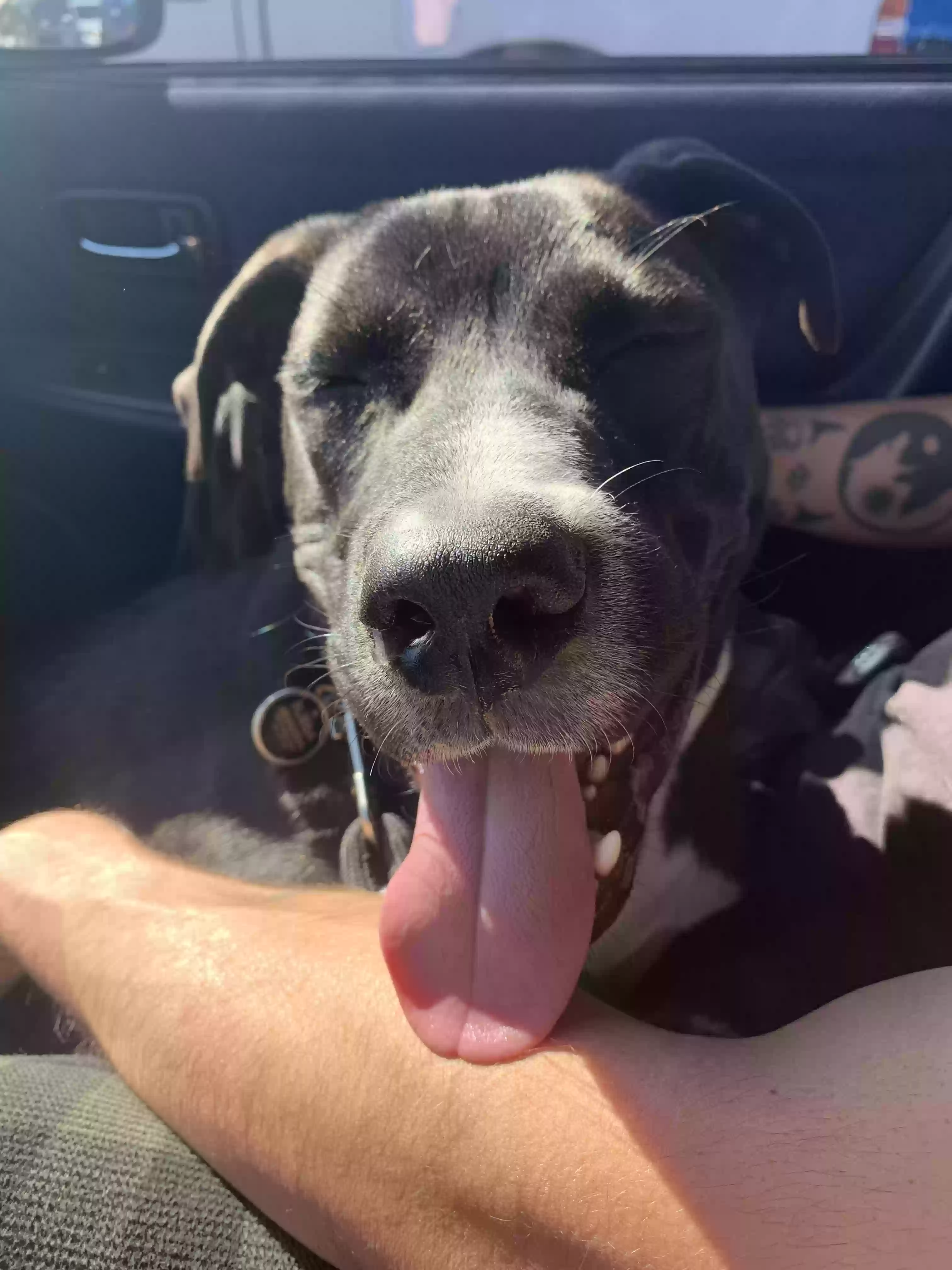 adoptable Dog in Apache Junction,AZ named Bubba