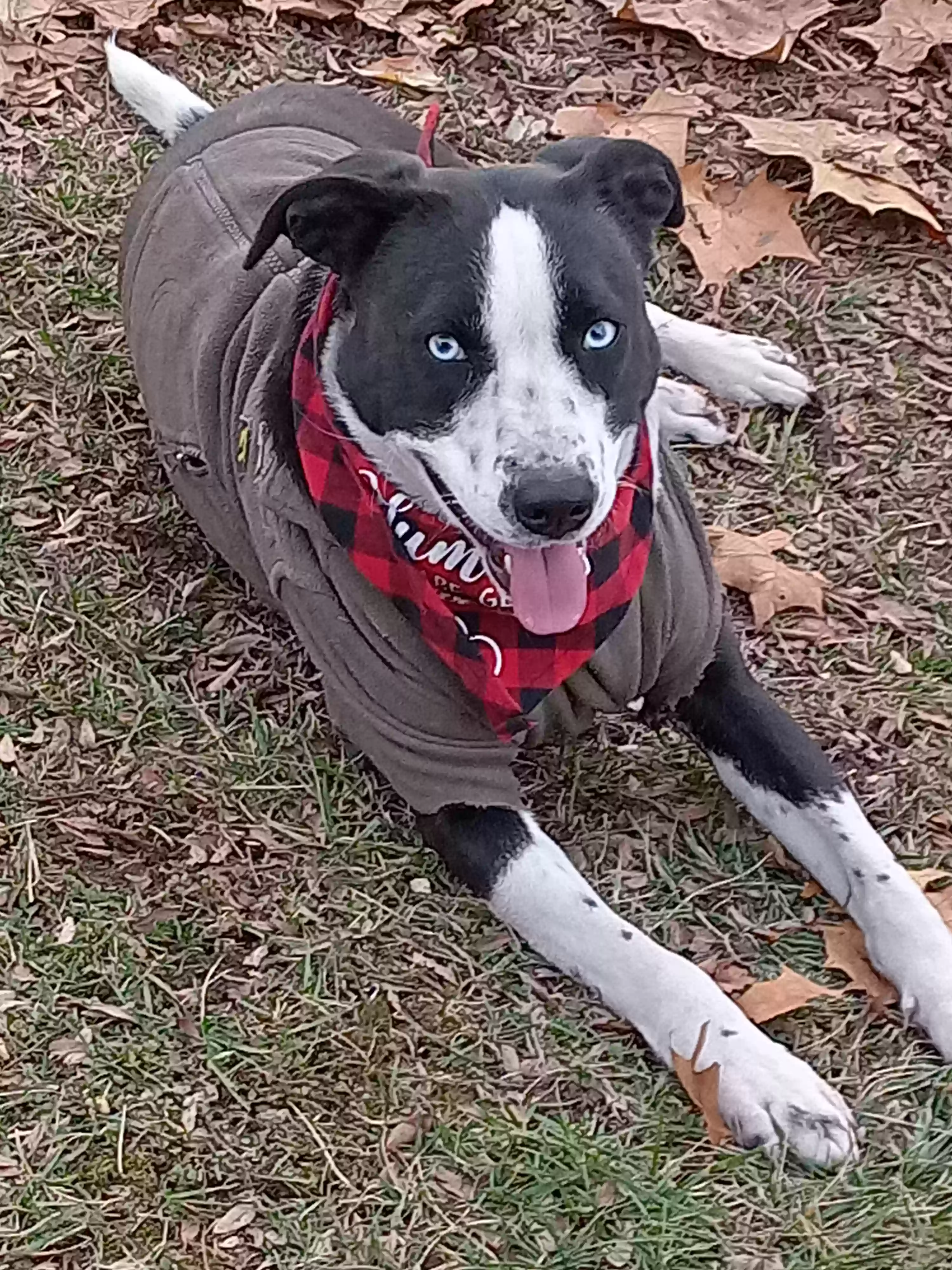 adoptable Dog in Cincinnati,OH named Smartie 