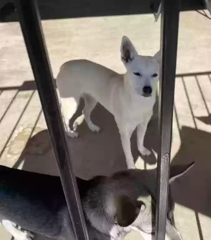 adoptable Dog in Mesa,AZ named Blondie