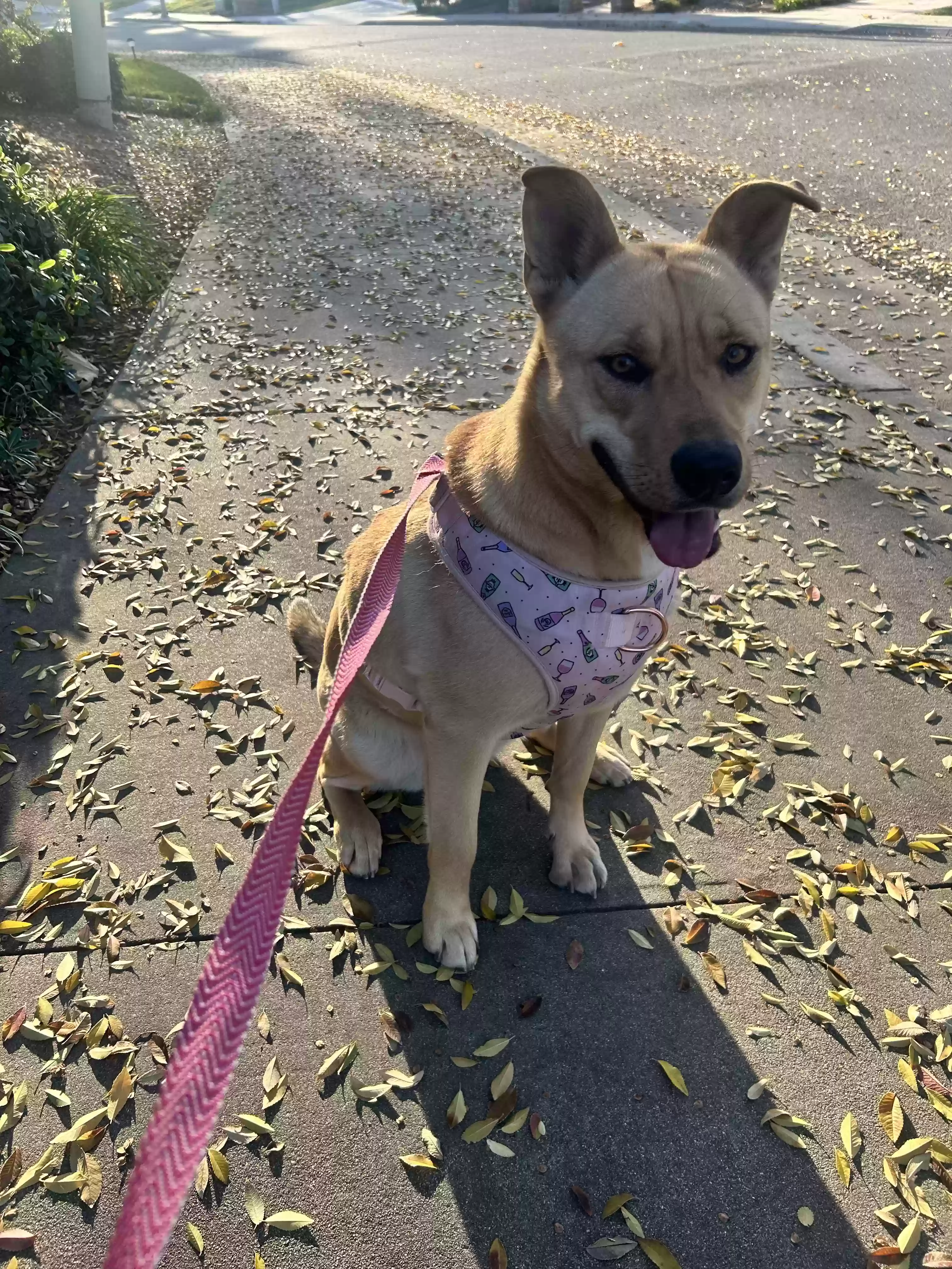 adoptable Dog in Riverside,CA named Nina
