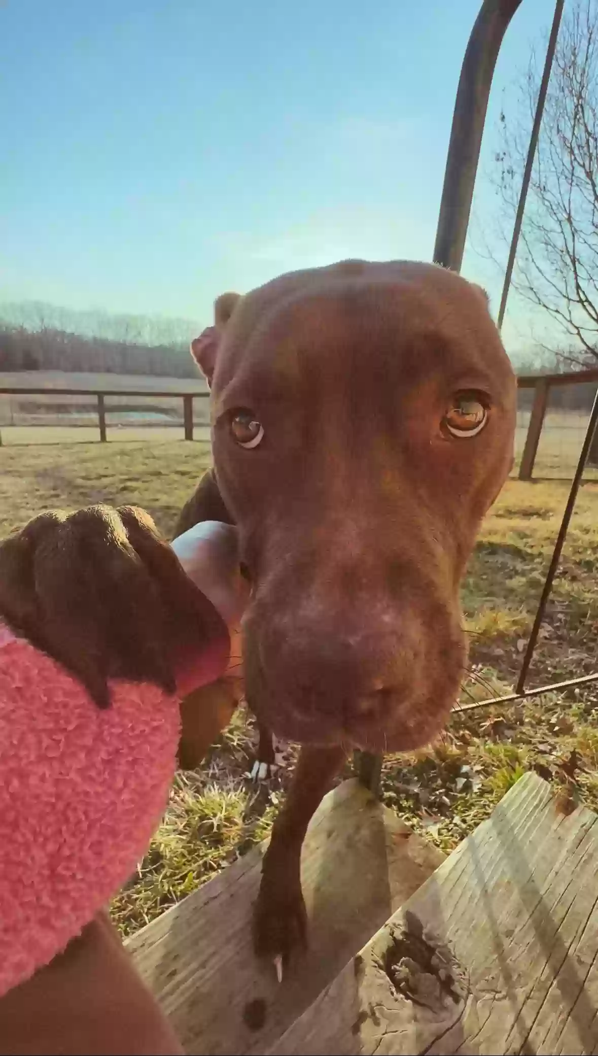 adoptable Dog in Sturgeon,MO named Lainey