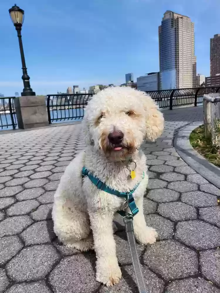 adoptable Dog in New York,NY named Clancy