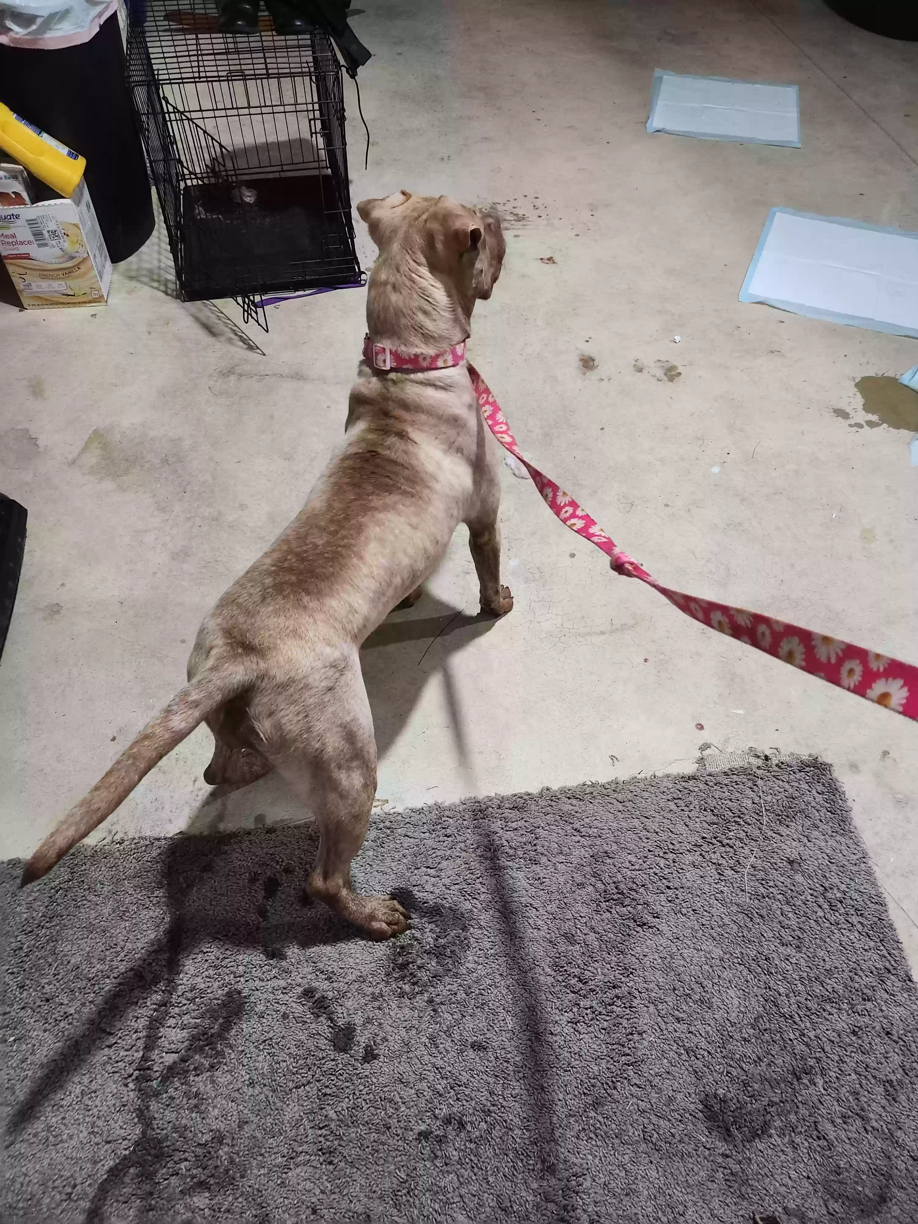 adoptable Dog in Stockbridge,GA named Pinky