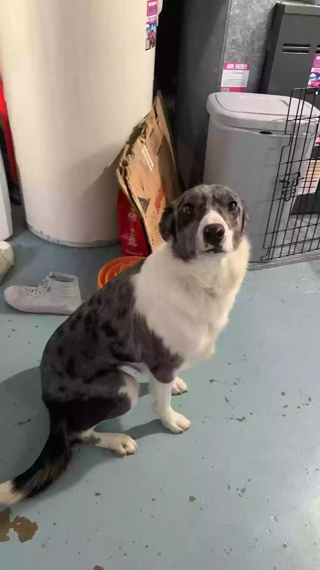 adoptable Dog in Pocatello,ID named Moxxi
