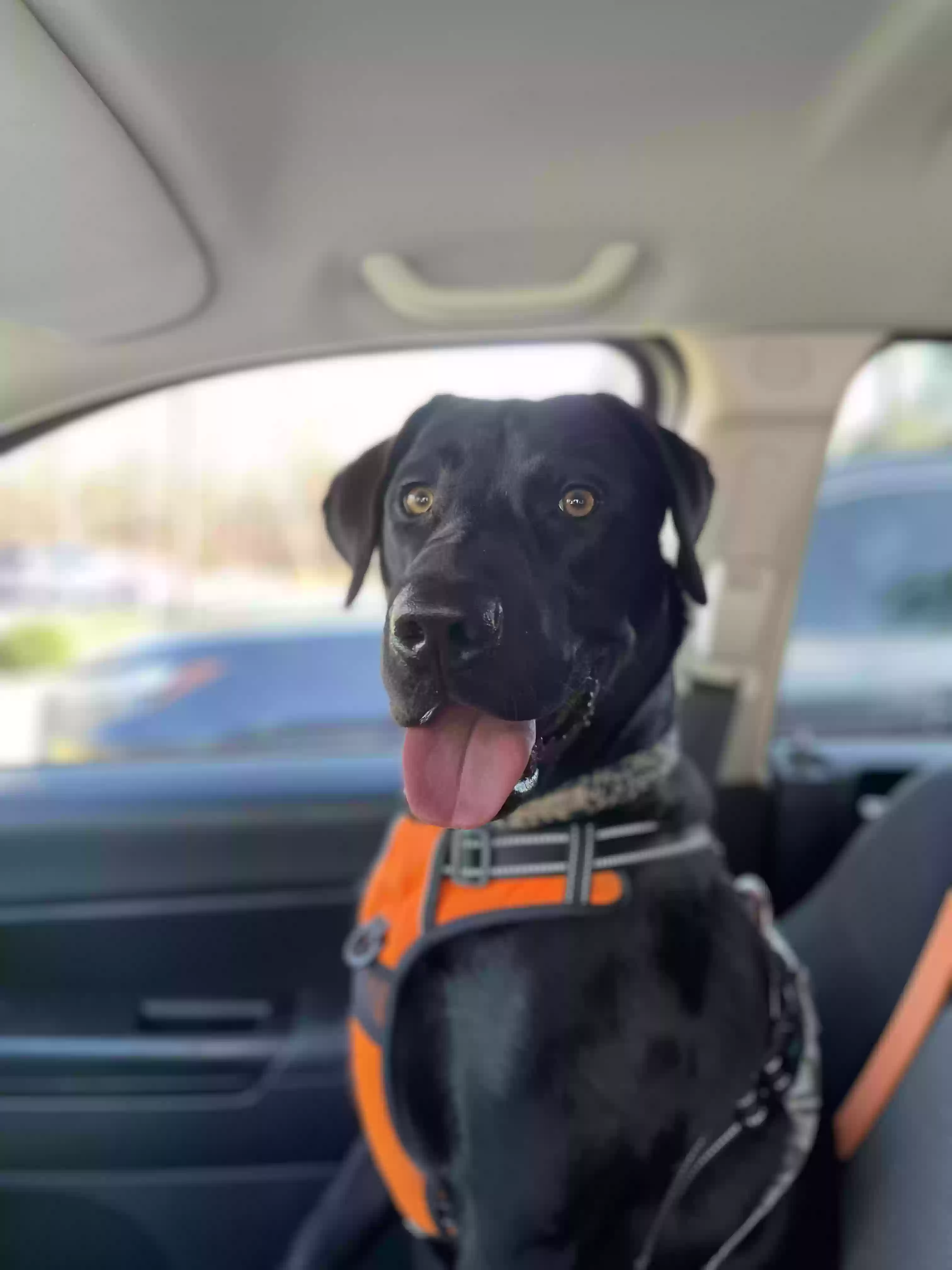 adoptable Dog in Mooresville,NC named Apollo