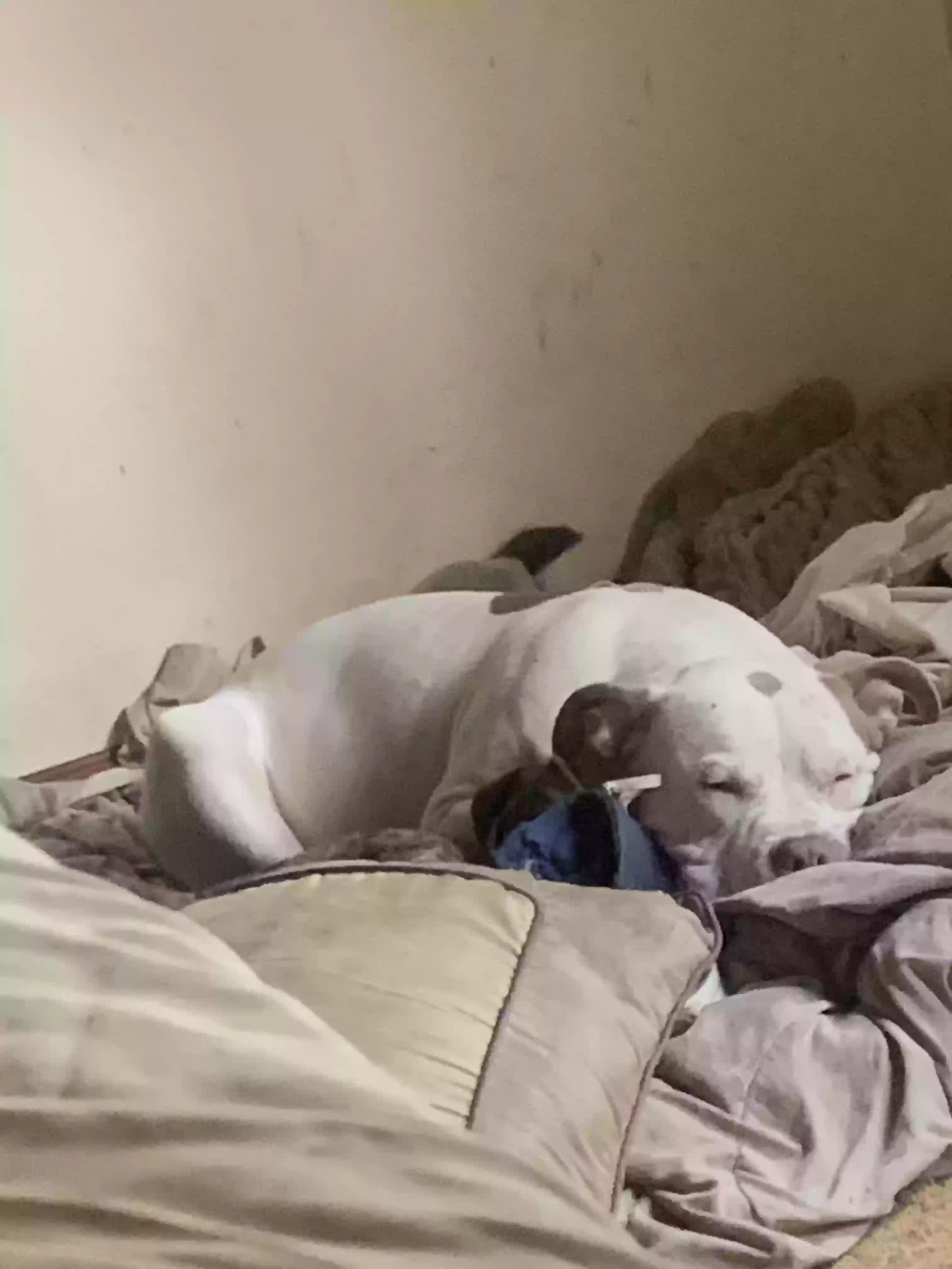 adoptable Dog in Stone Mountain,GA named Pitbull
