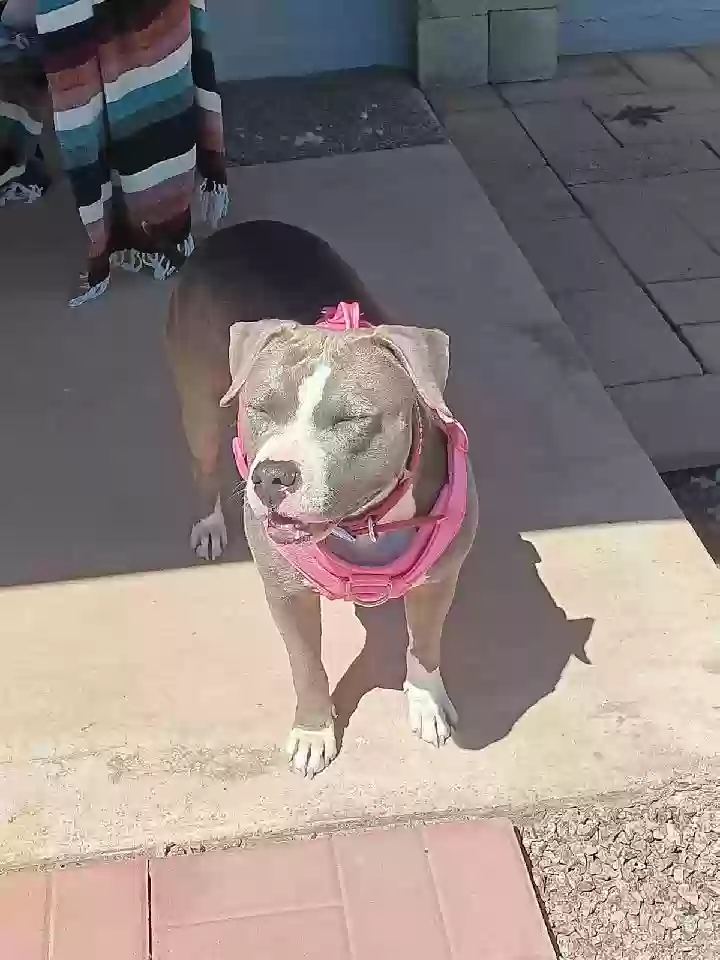 adoptable Dog in Chandler,AZ named Maggie