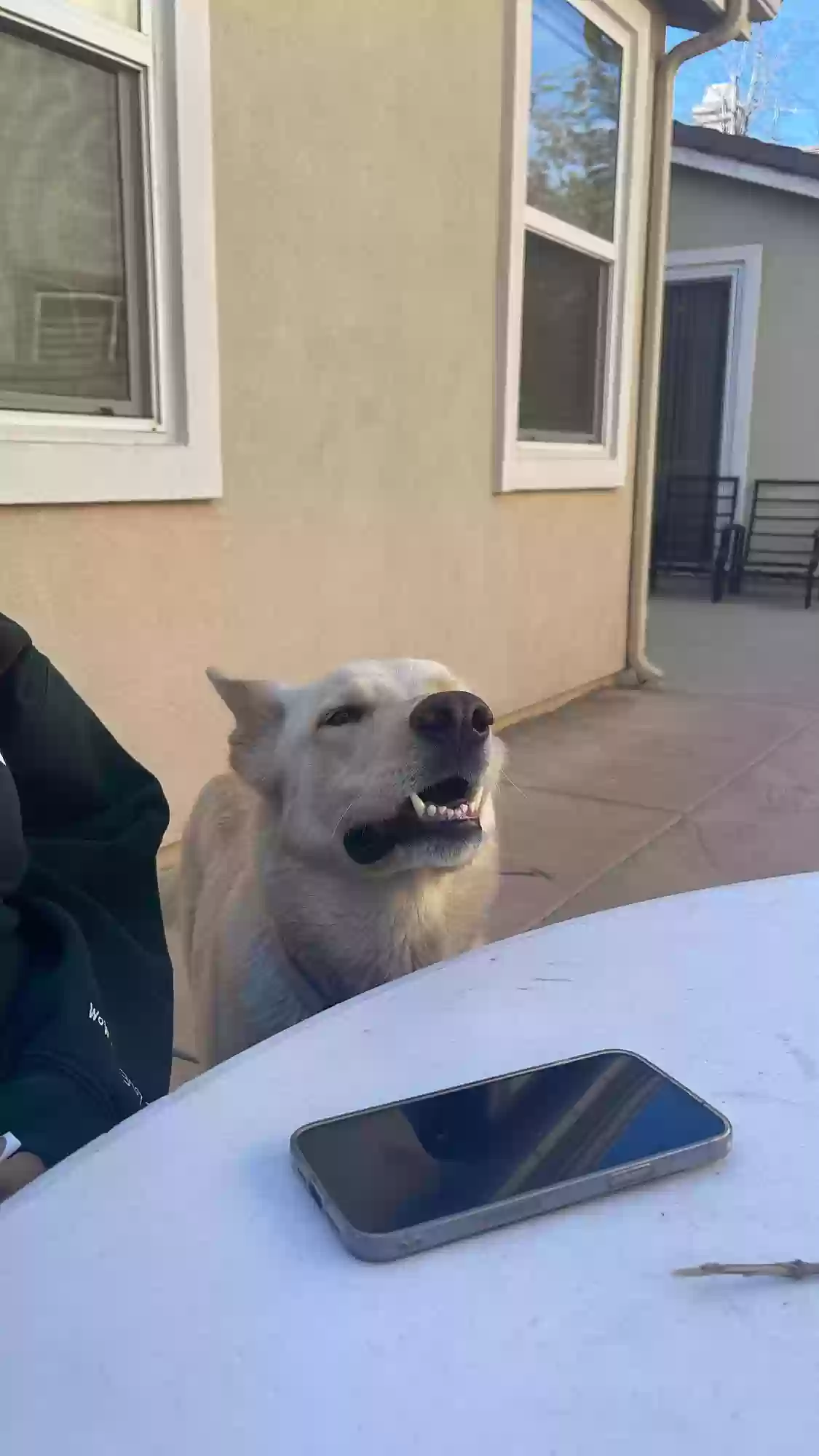 adoptable Dog in Corona,CA named Harley