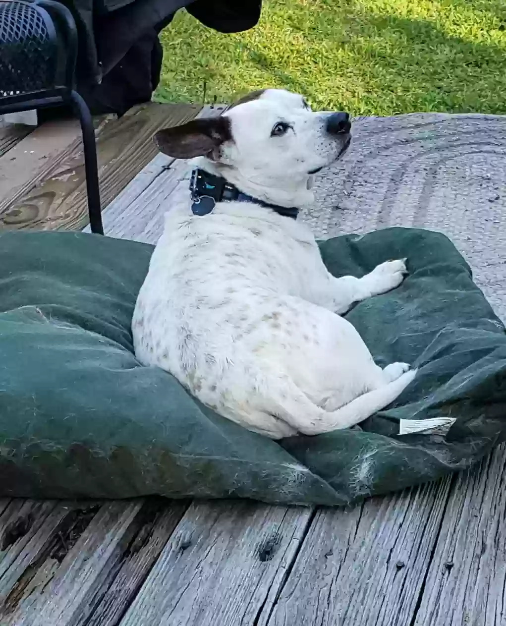 adoptable Dog in Jacksonville,FL named Tobby