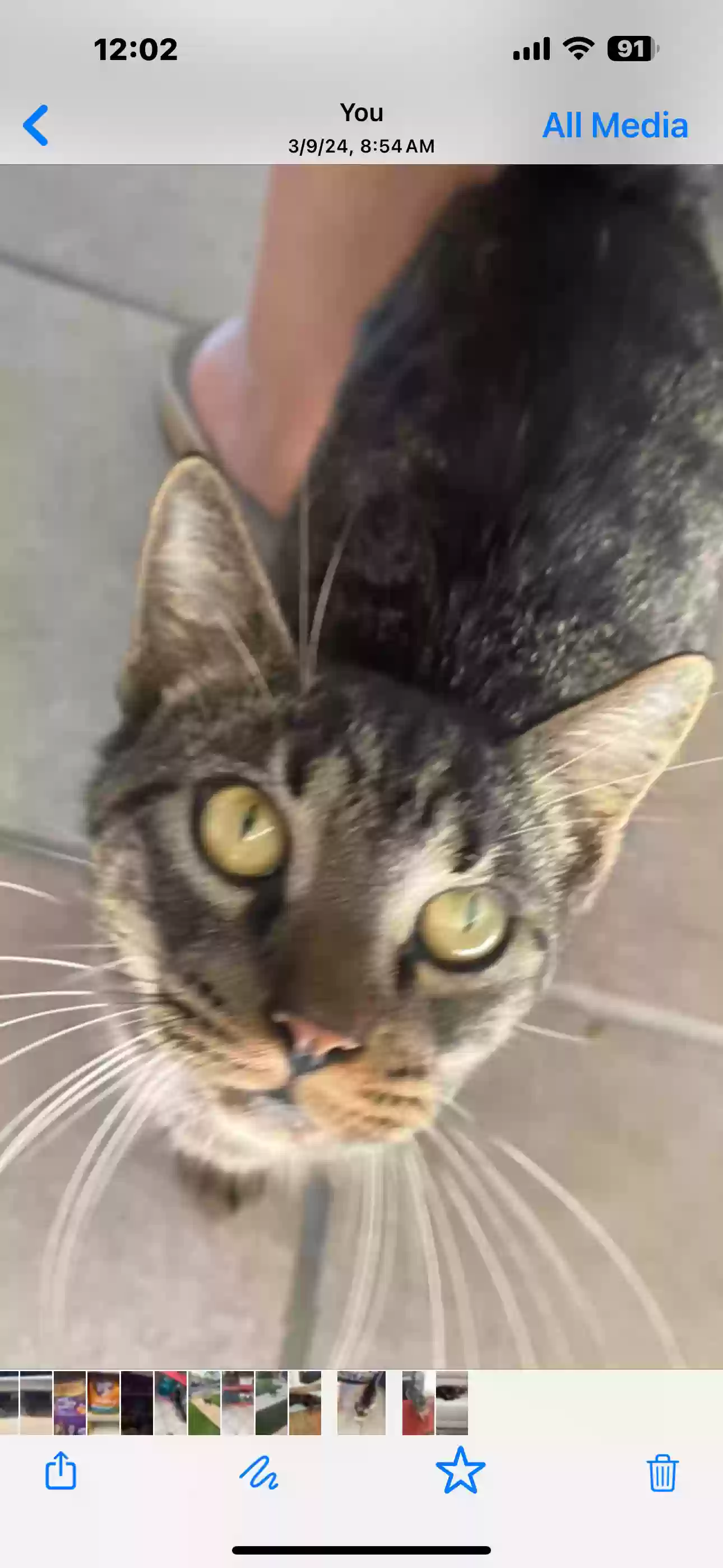adoptable Cat in Phoenix,AZ named Bello