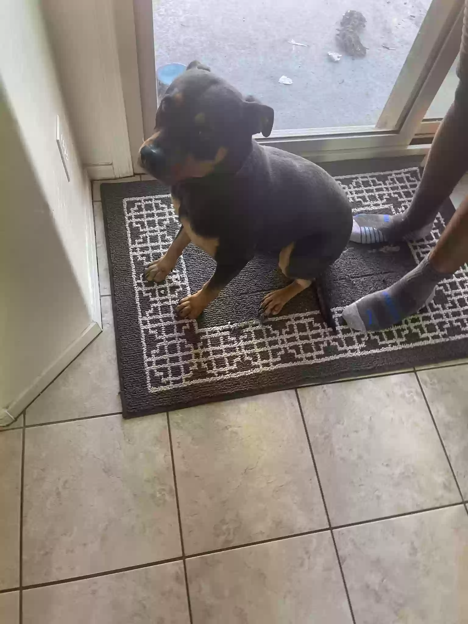 adoptable Dog in Gilbert,AZ named Neely