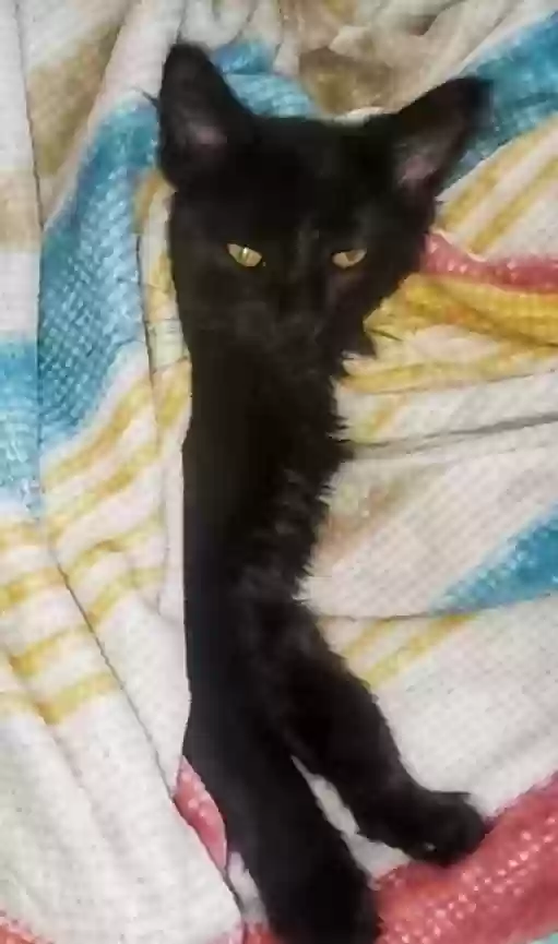 adoptable Cat in Roseburg,OR named Blackie