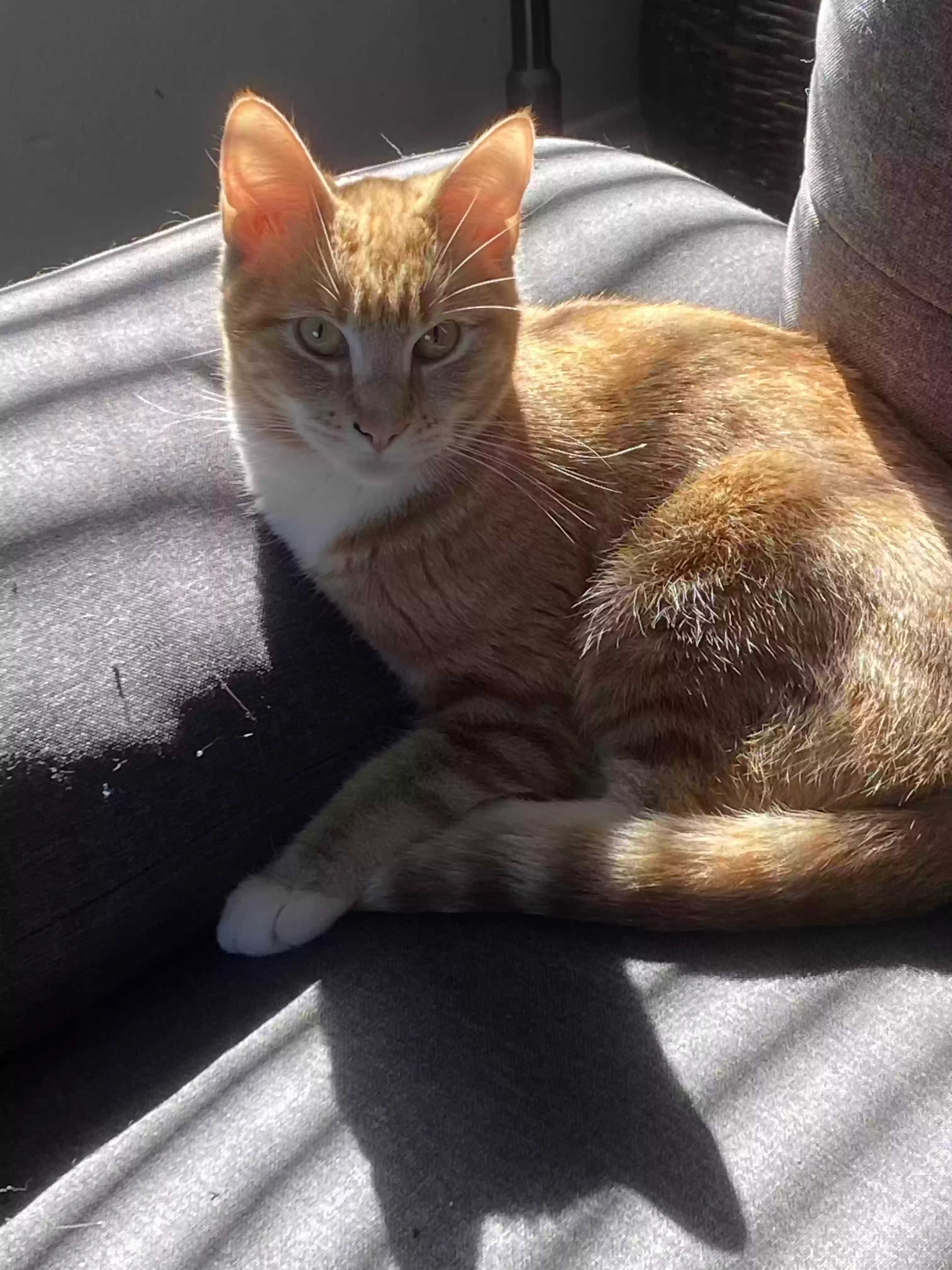 adoptable Cat in Perris,CA named 