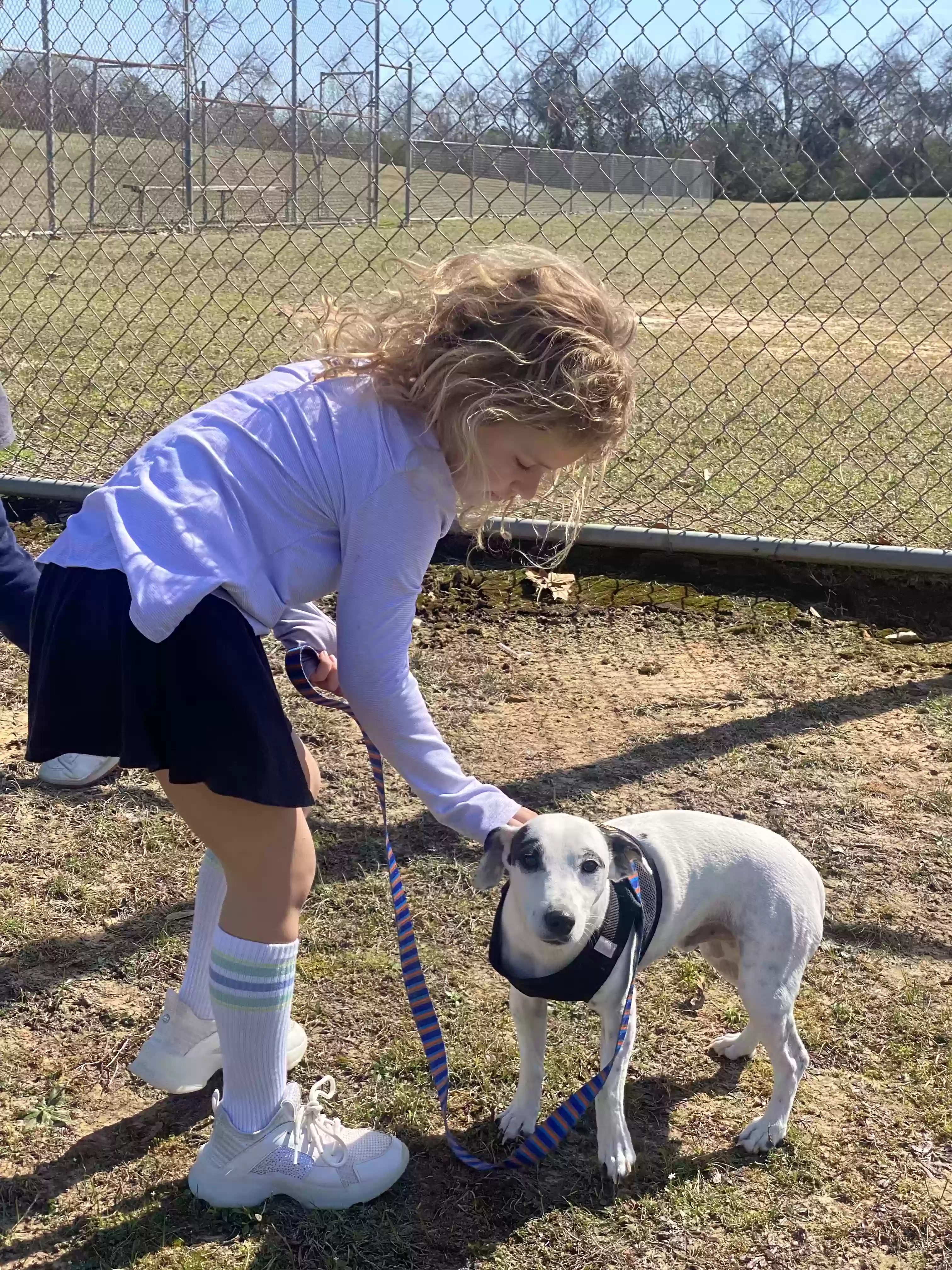 adoptable Dog in Whitehouse,TX named Oreo