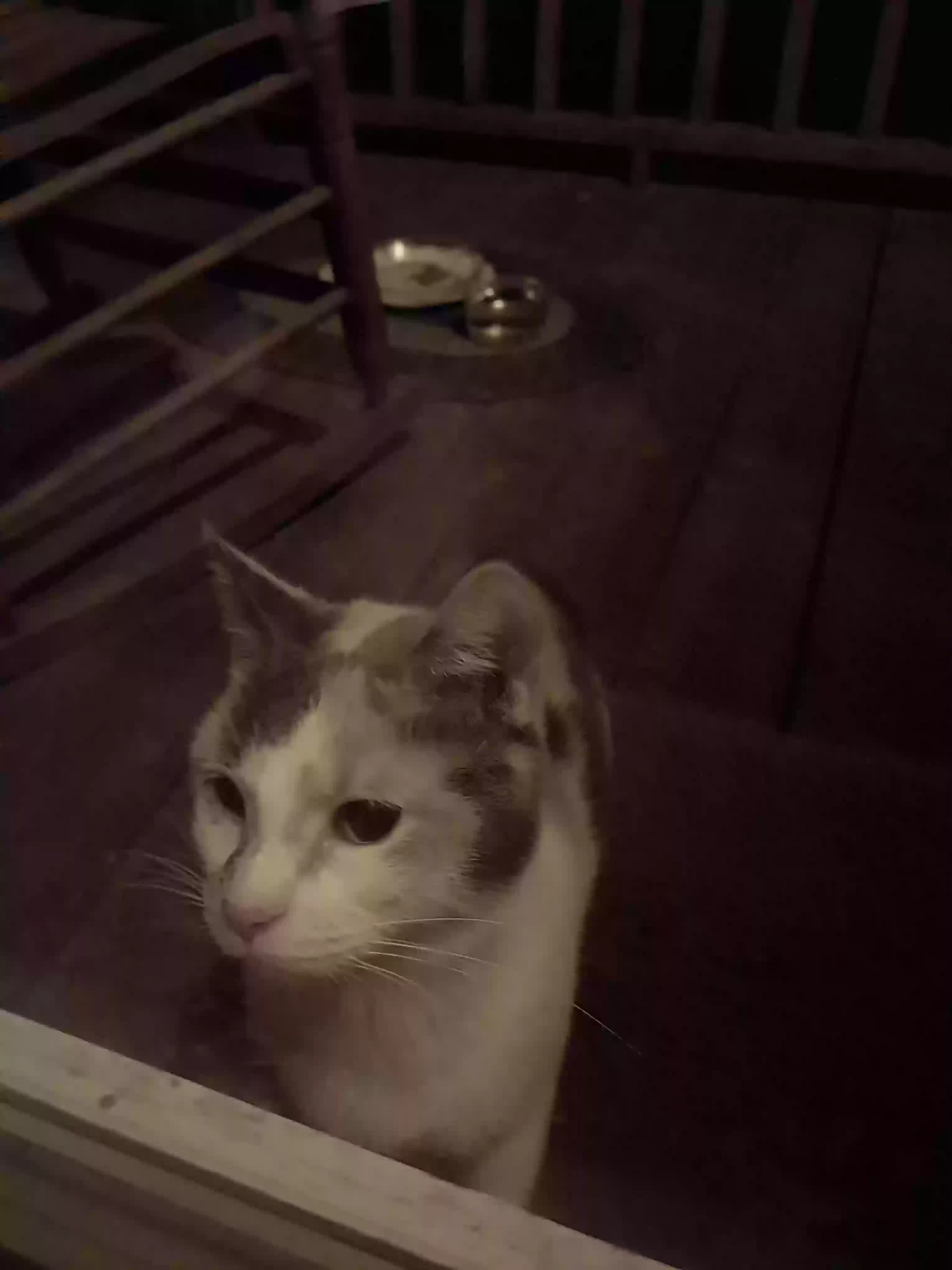 adoptable Cat in Blairsville,GA named Calise