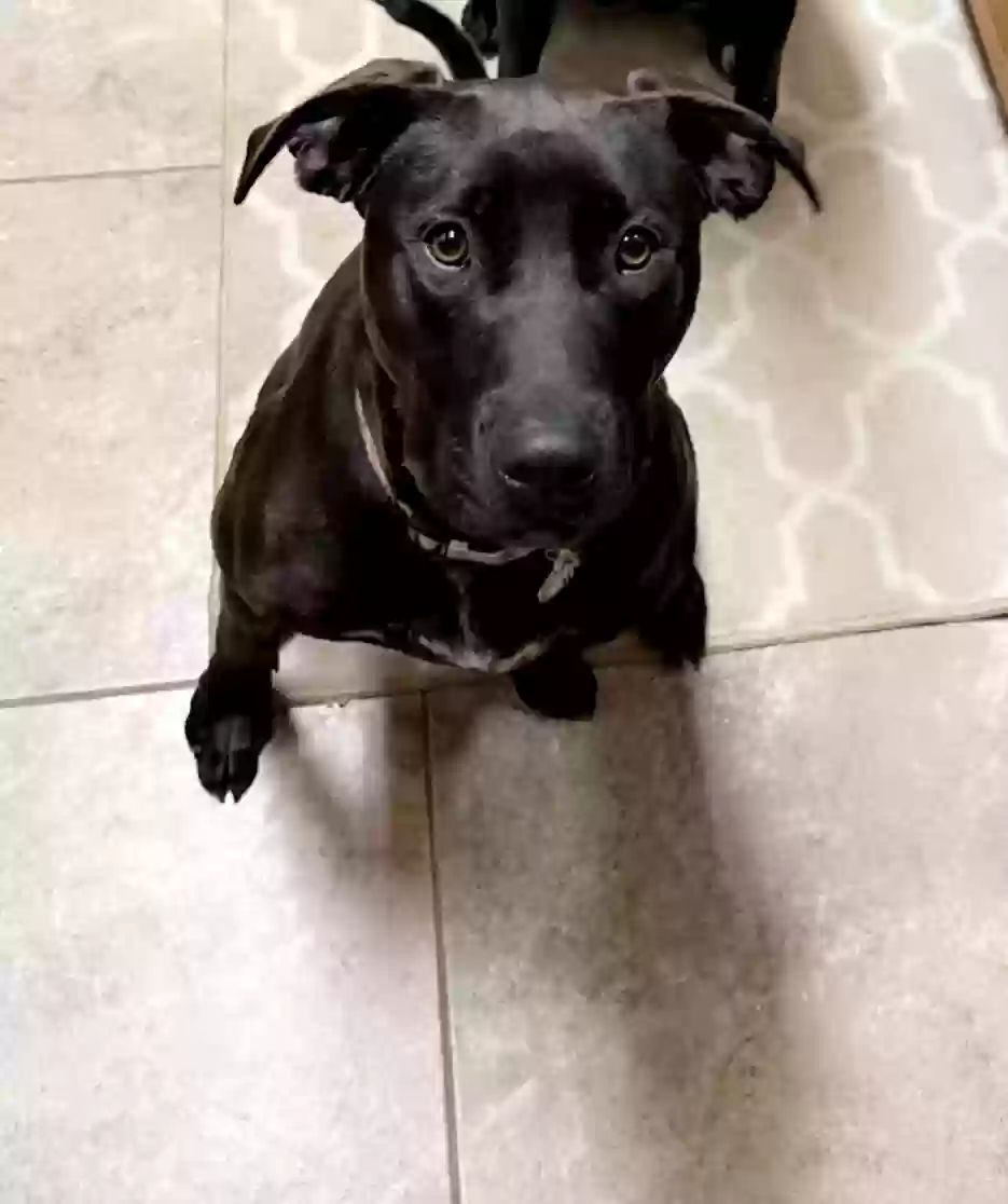 adoptable Dog in Hampton,GA named Clyde