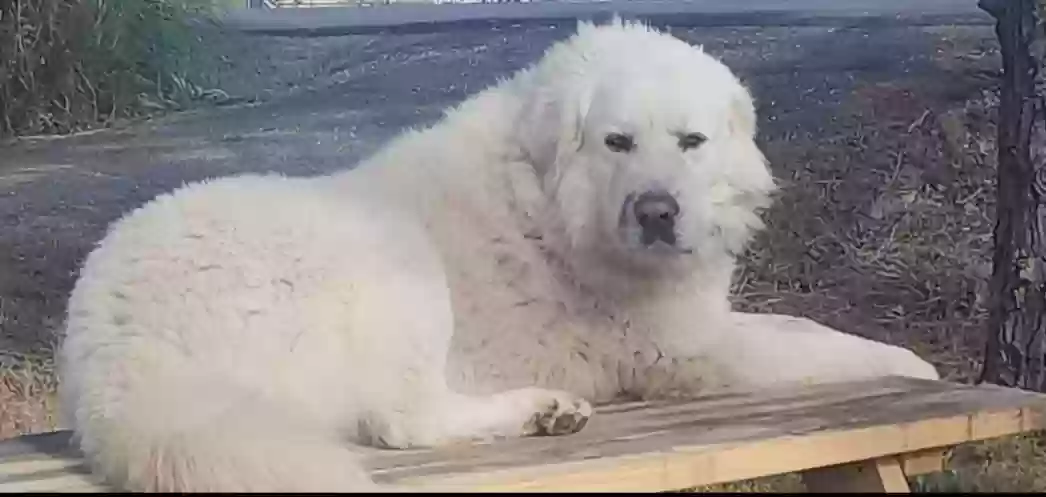 adoptable Dog in Escalon,CA named Max