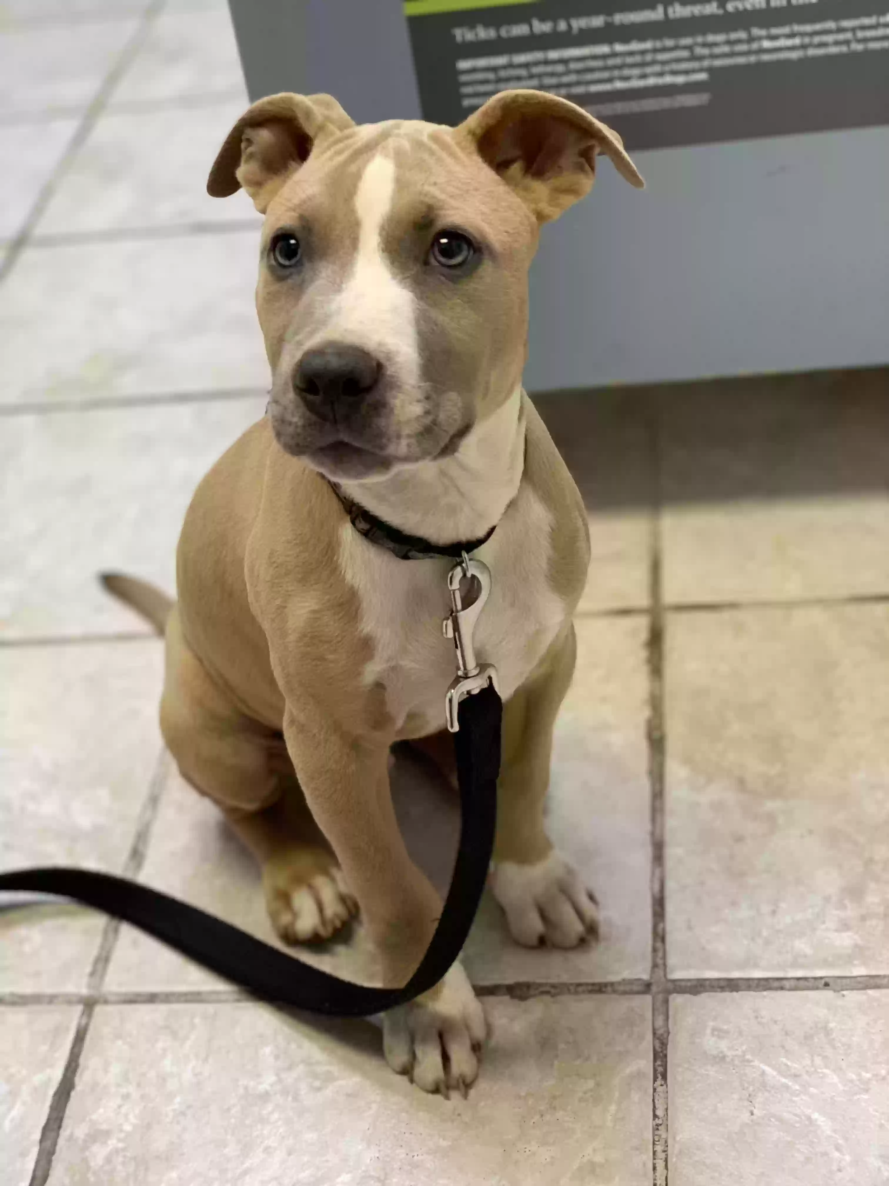 adoptable Dog in Madison,AL named Apollo