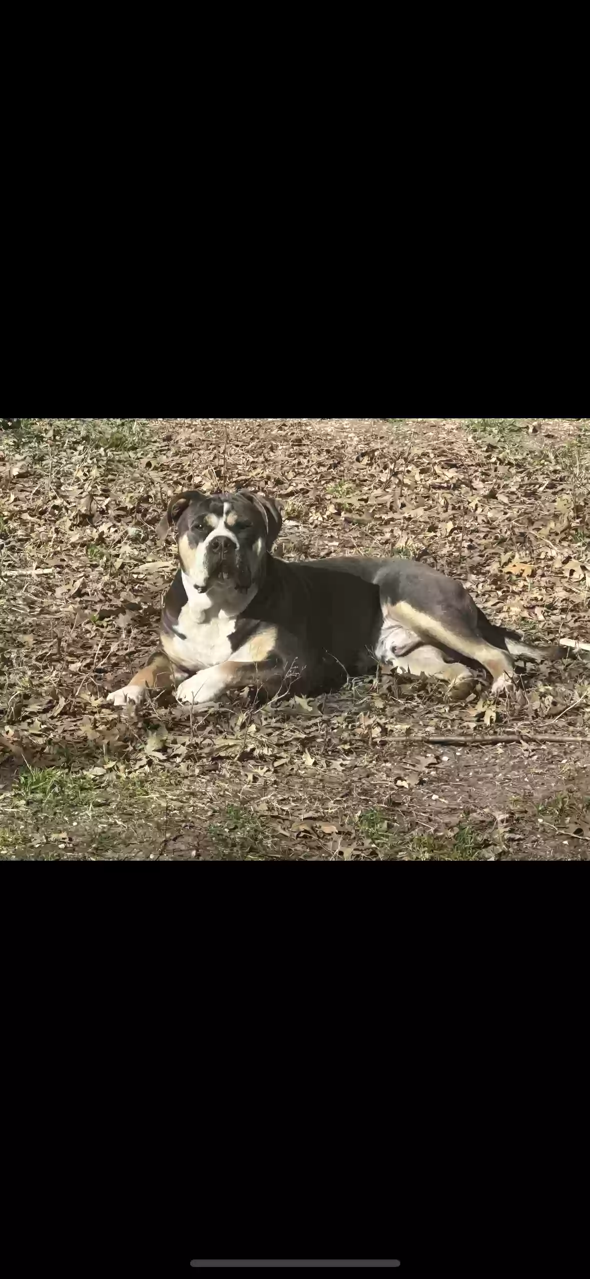 adoptable Dog in Desoto,TX named Moon