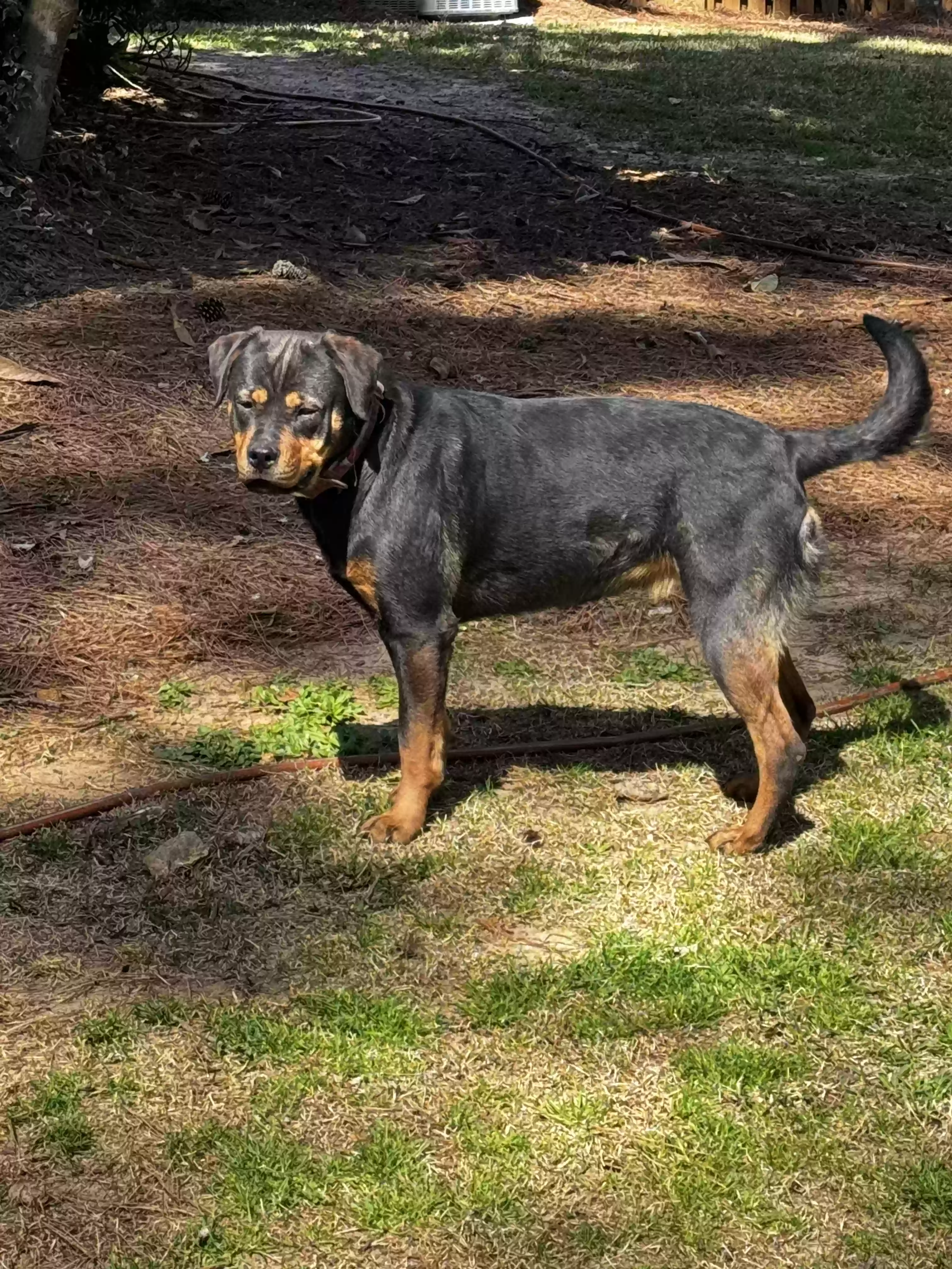 adoptable Dog in Evans,GA named Journey