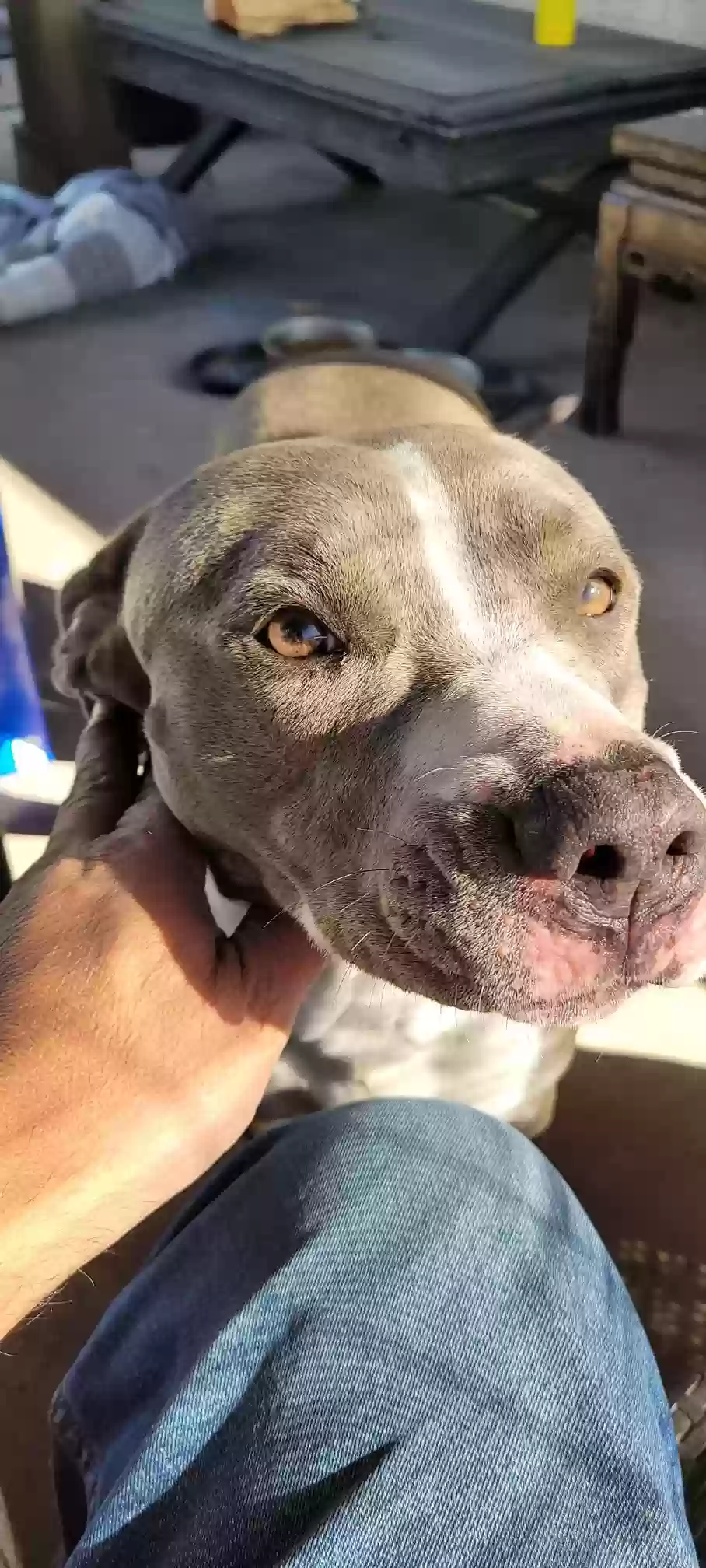 adoptable Dog in Covina,CA named Frankie