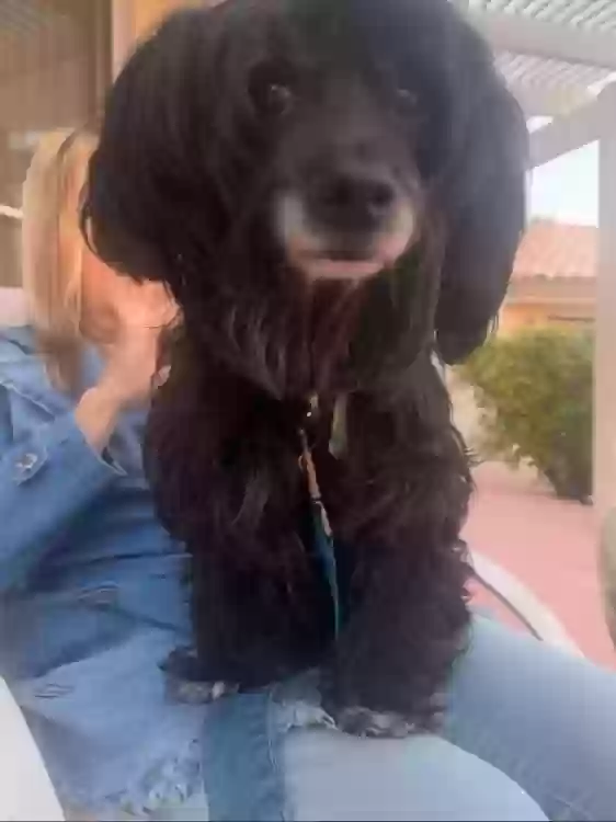 adoptable Dog in Las Vegas,NV named Max
