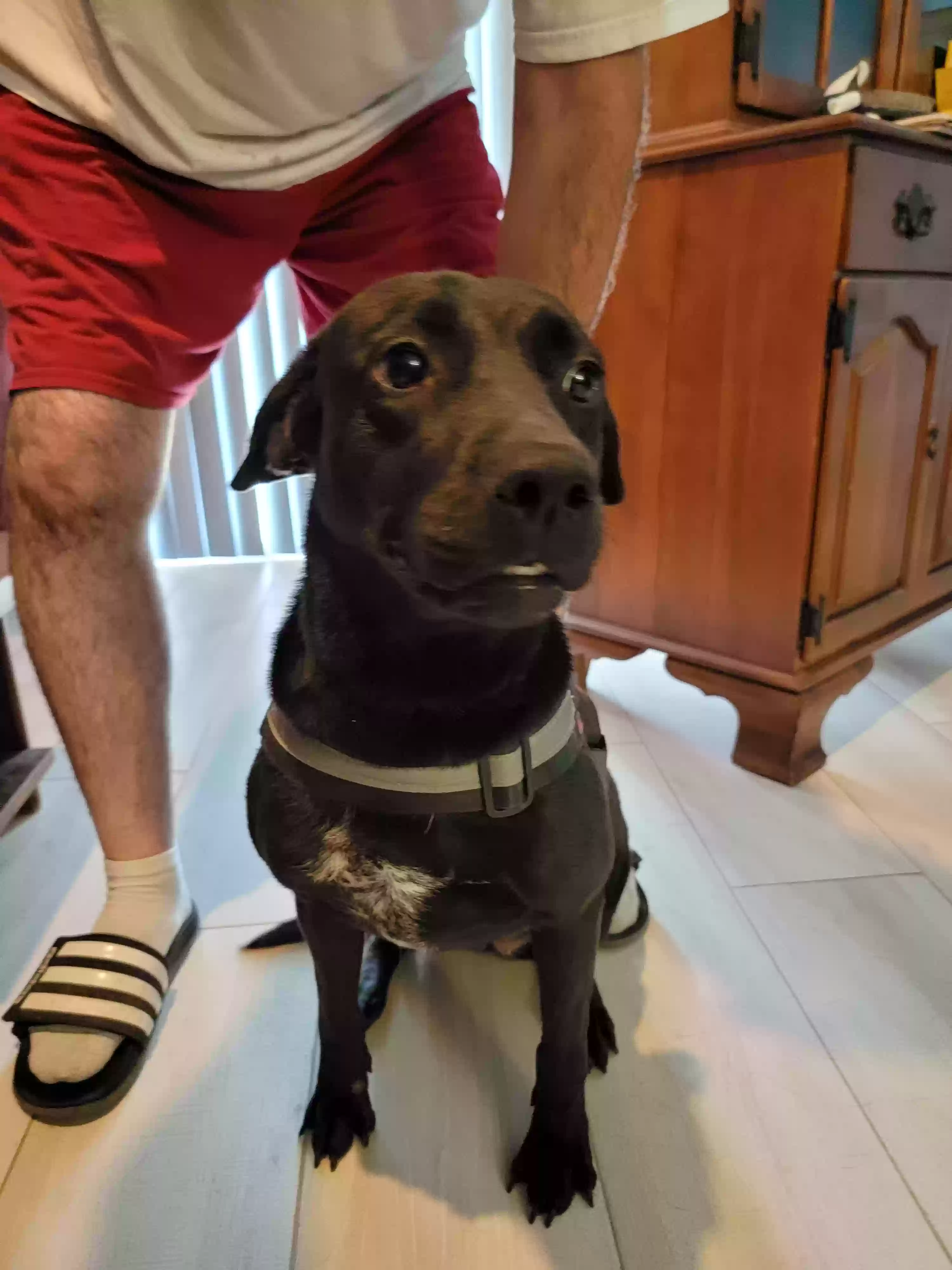 adoptable Dog in Loxahatchee,FL named Braisy