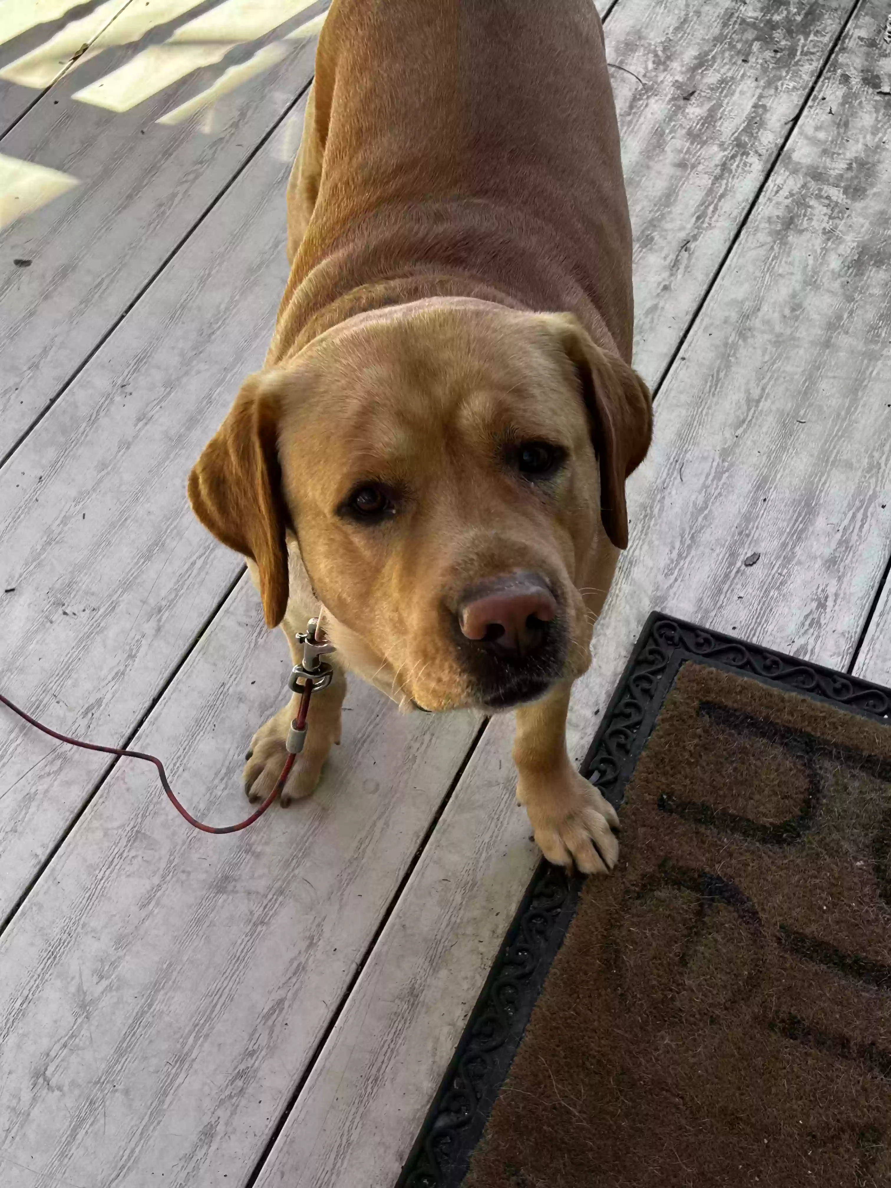 adoptable Dog in Medford,MA named Sunny