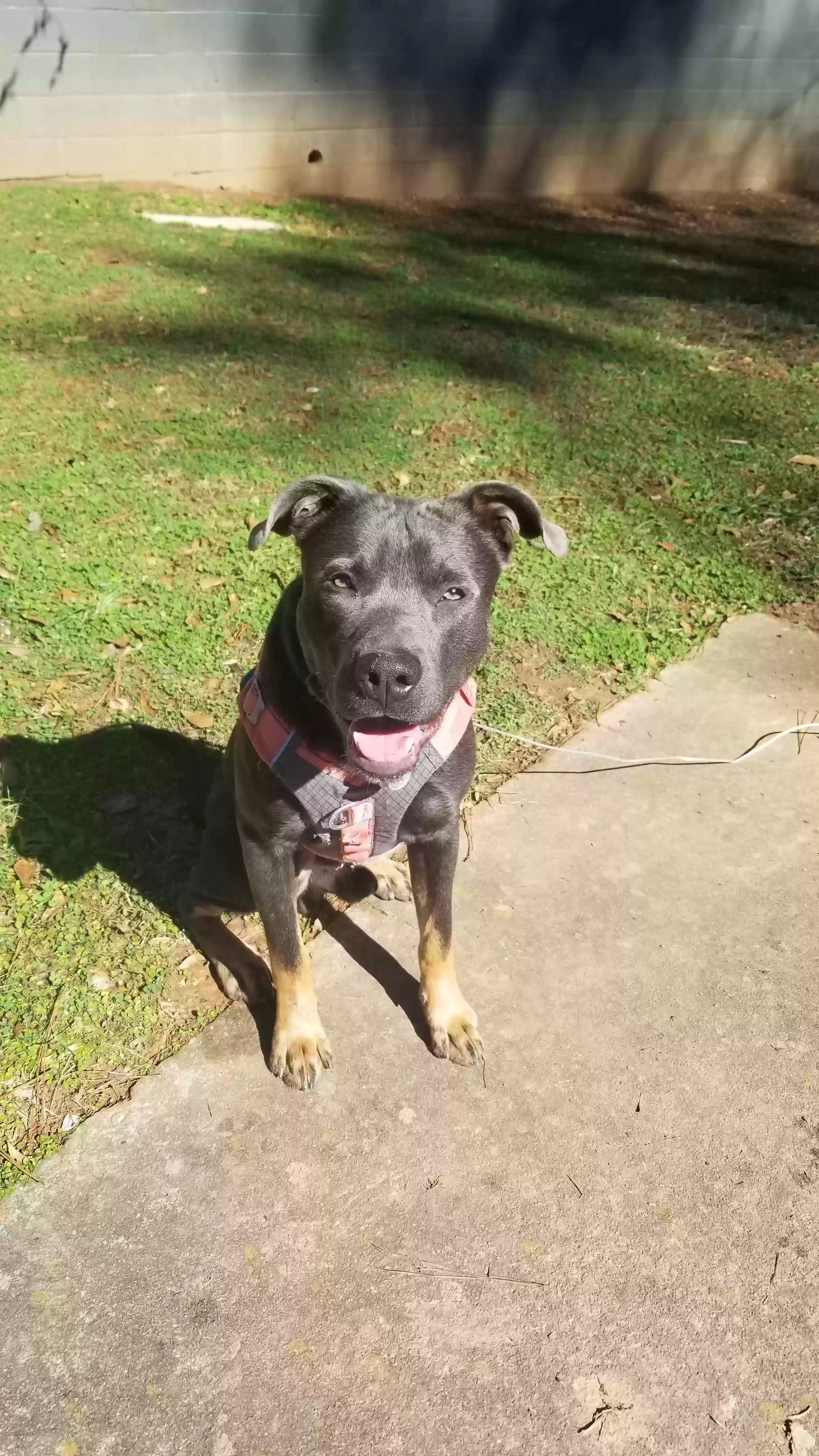 adoptable Dog in Atlanta,GA named Greyson