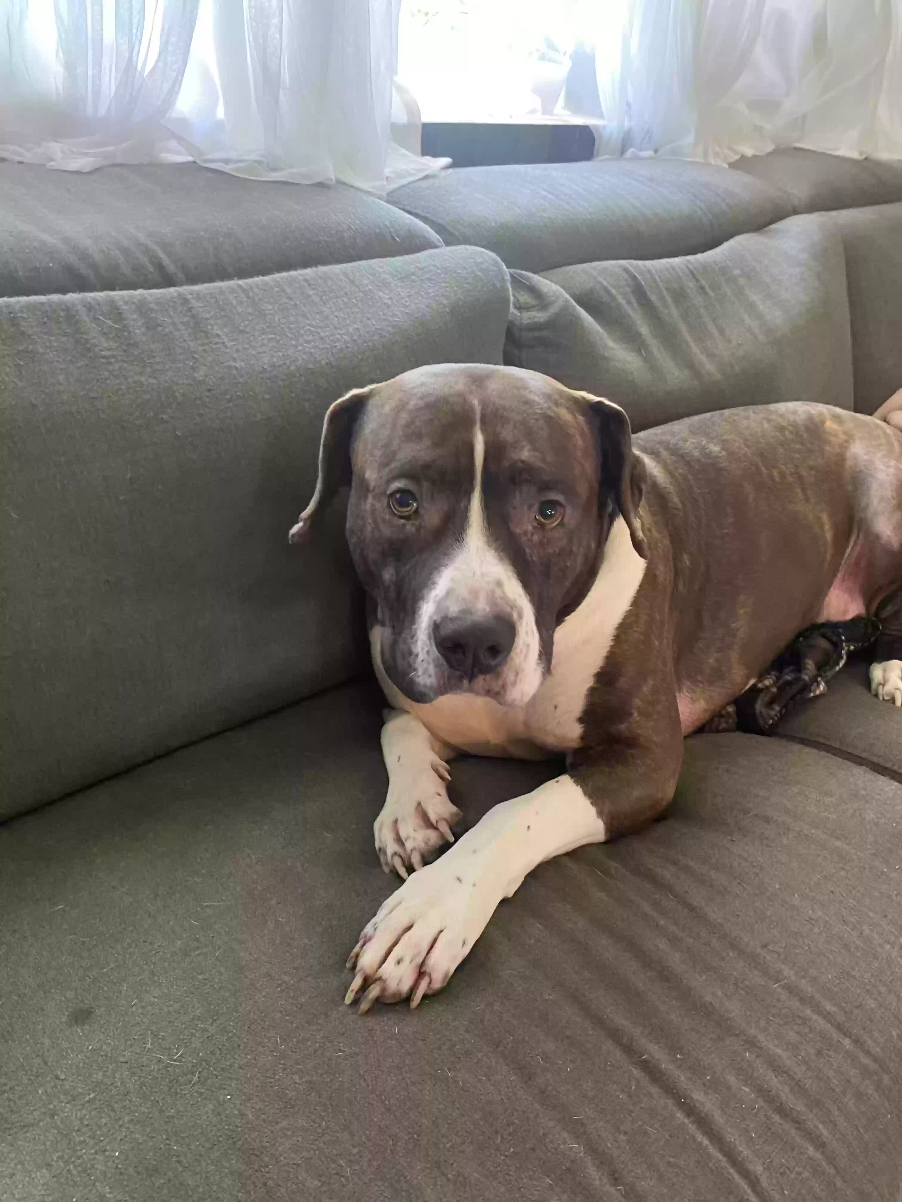 adoptable Dog in Warwick,NY named Rocky