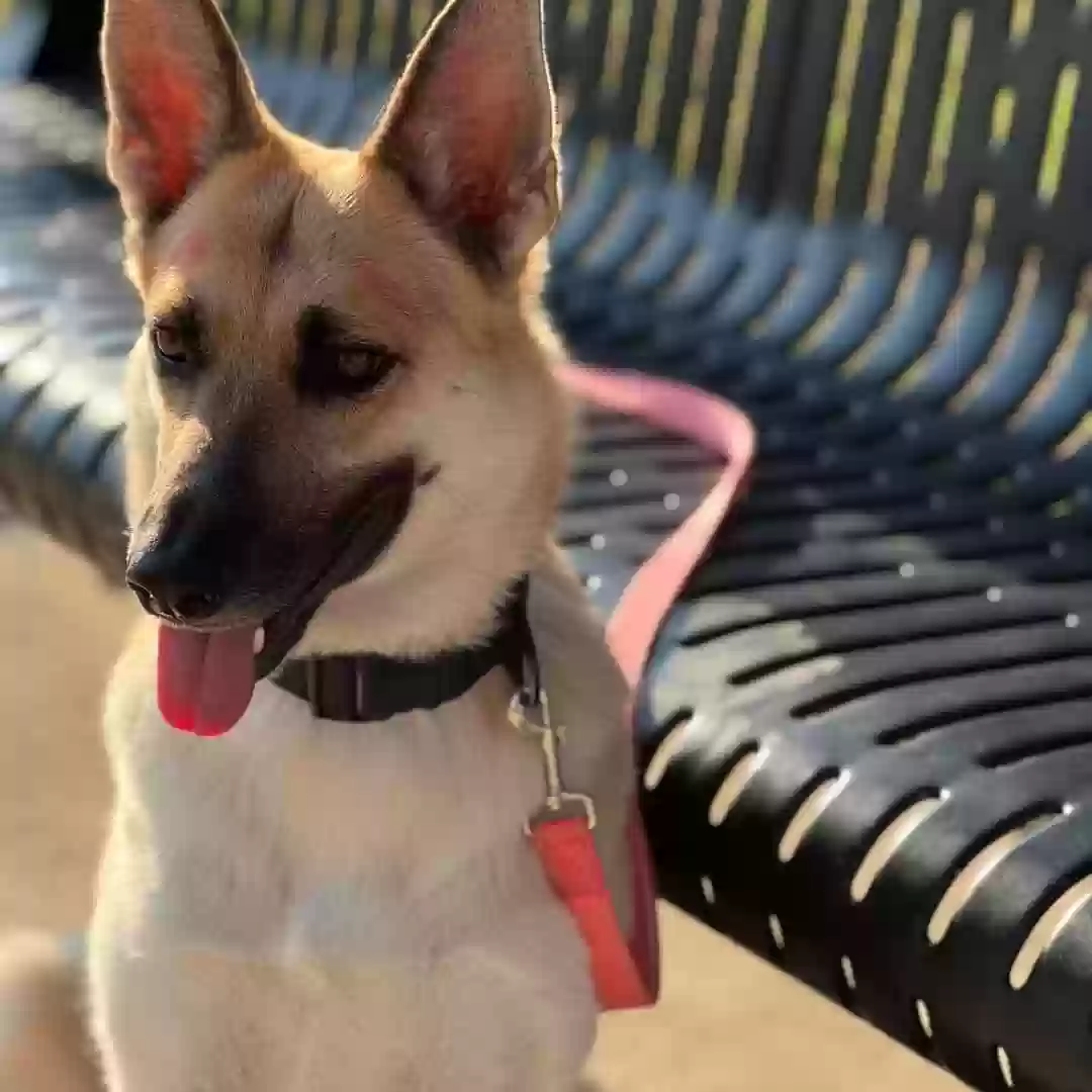 adoptable Dog in Arlington,TX named Luna