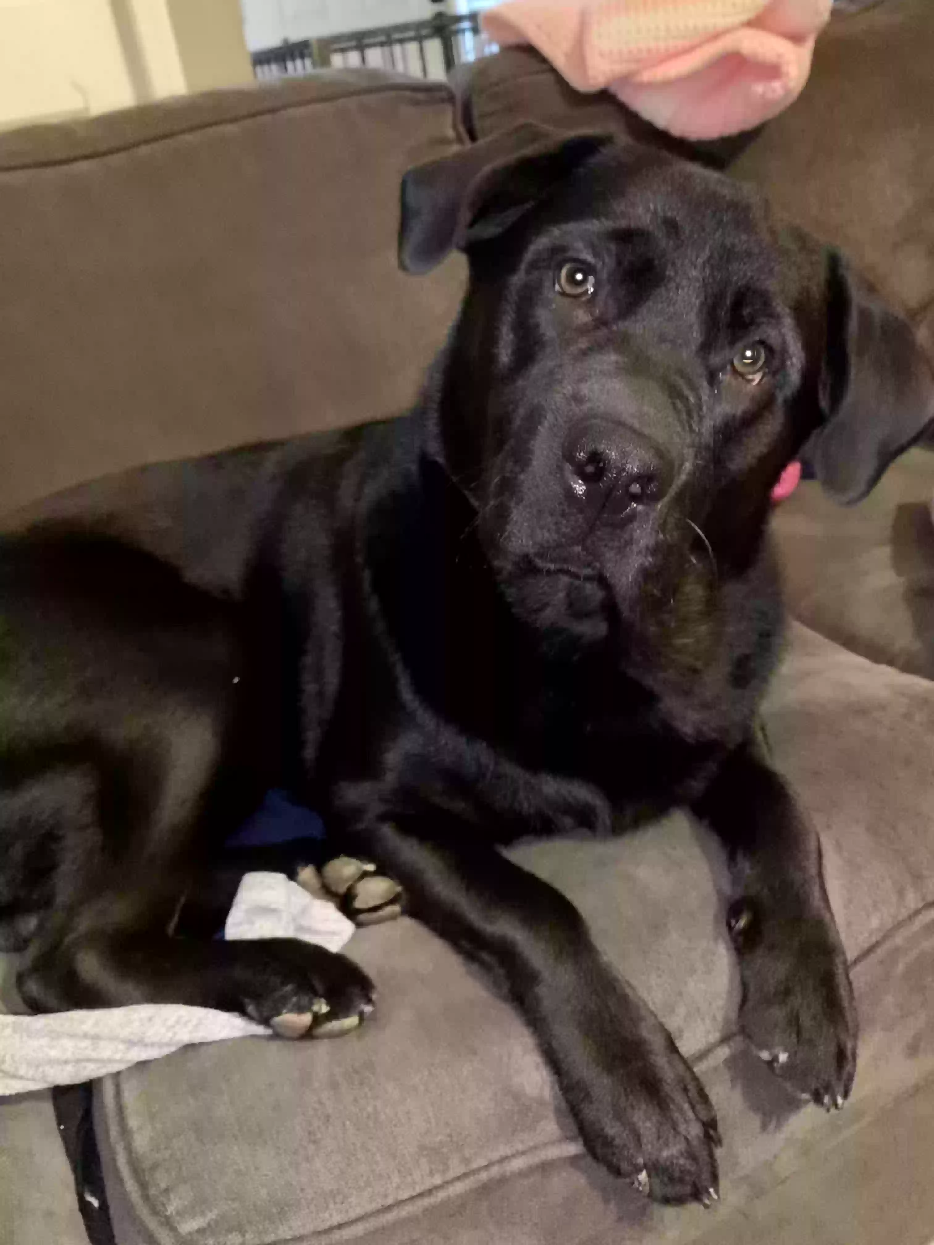 adoptable Dog in Sharpsburg,GA named Jake