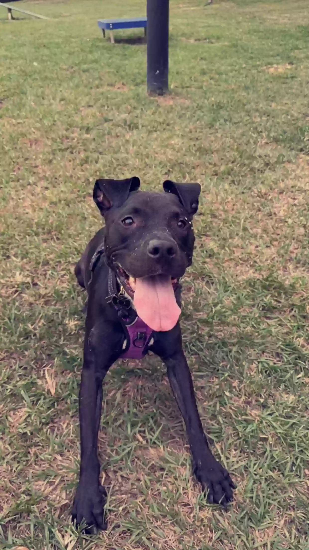 adoptable Dog in Gainesville,FL named Jali