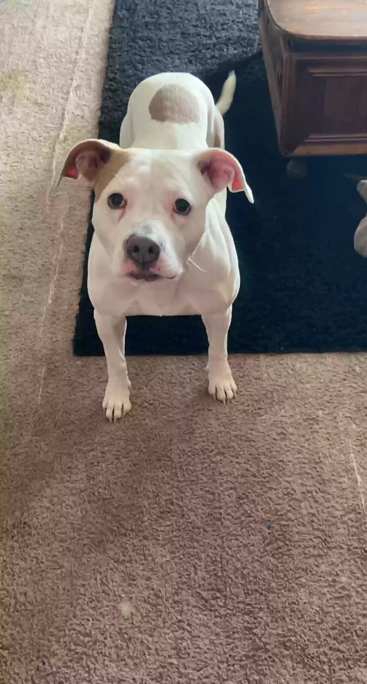adoptable Dog in Seymour,IN named Nova
