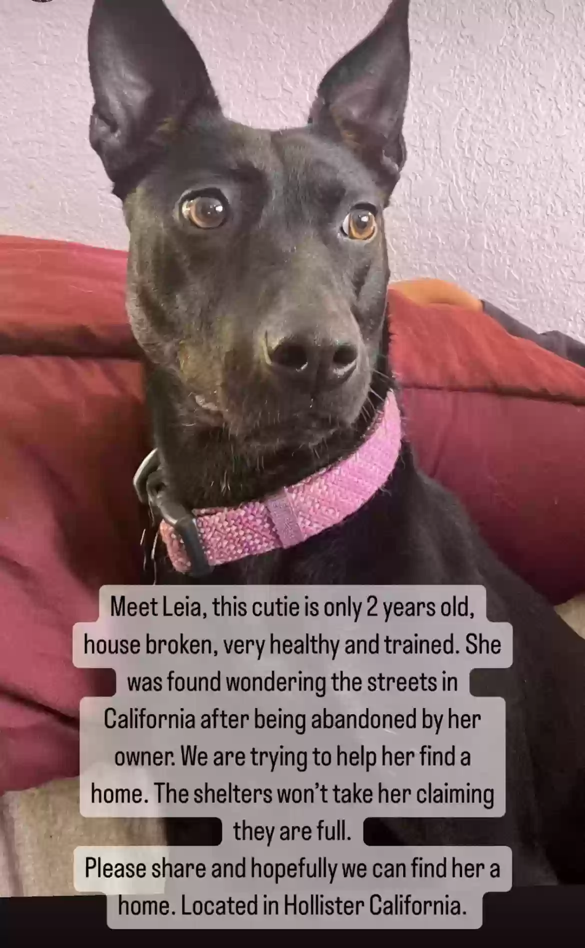adoptable Dog in Hollister,CA named Leia