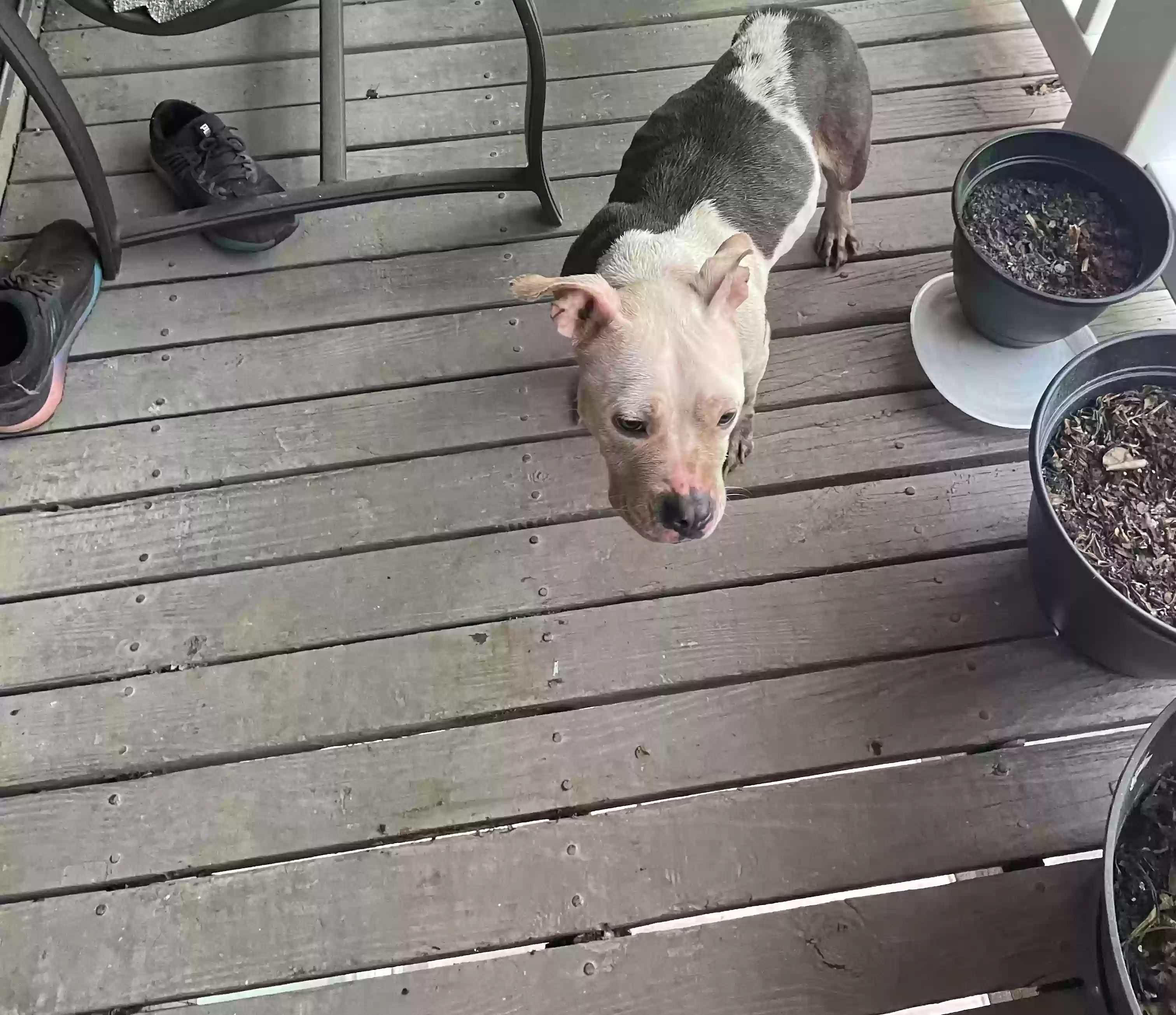 adoptable Dog in Columbus,GA named 