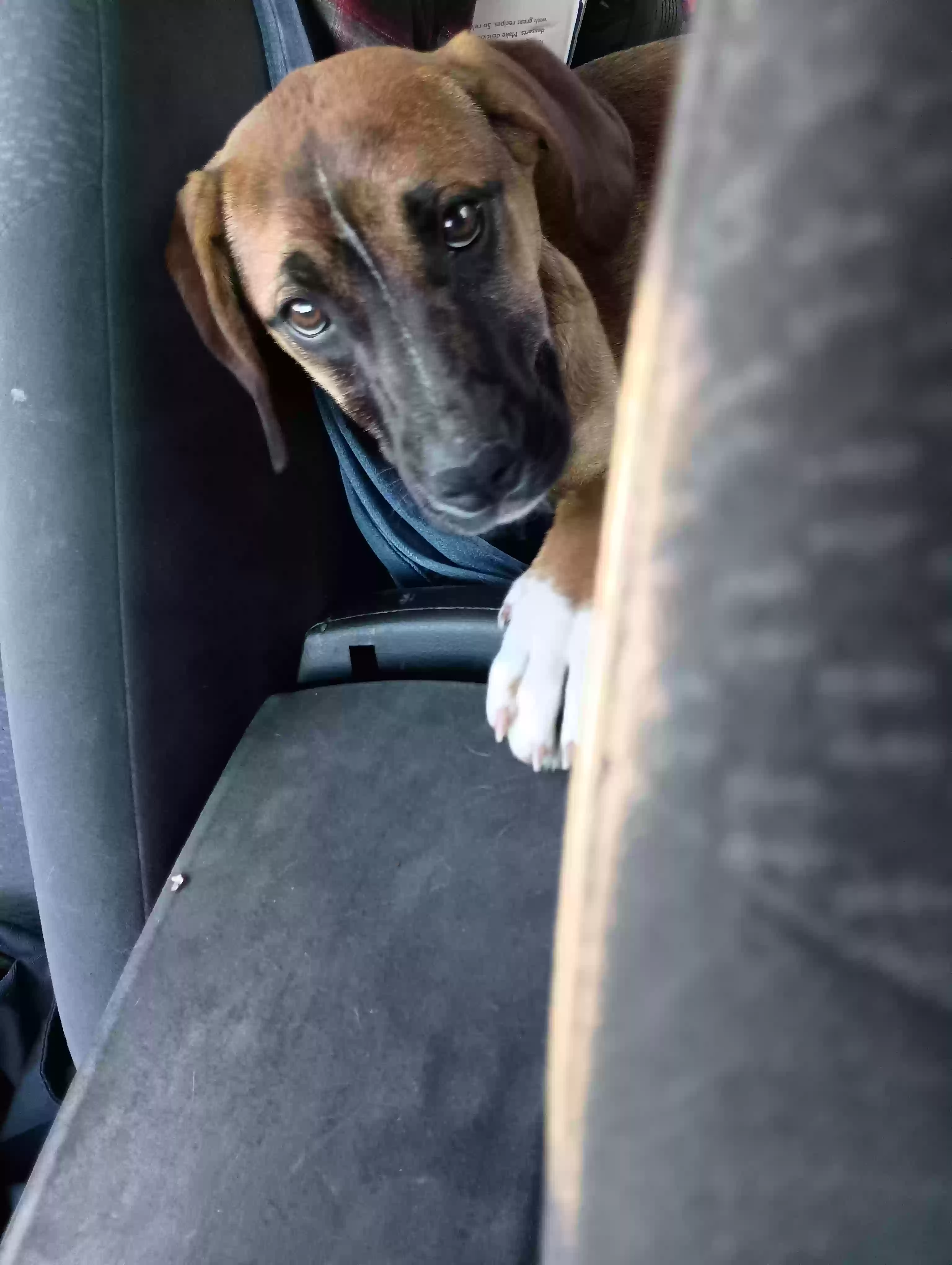 adoptable Dog in Statesboro,GA named Na