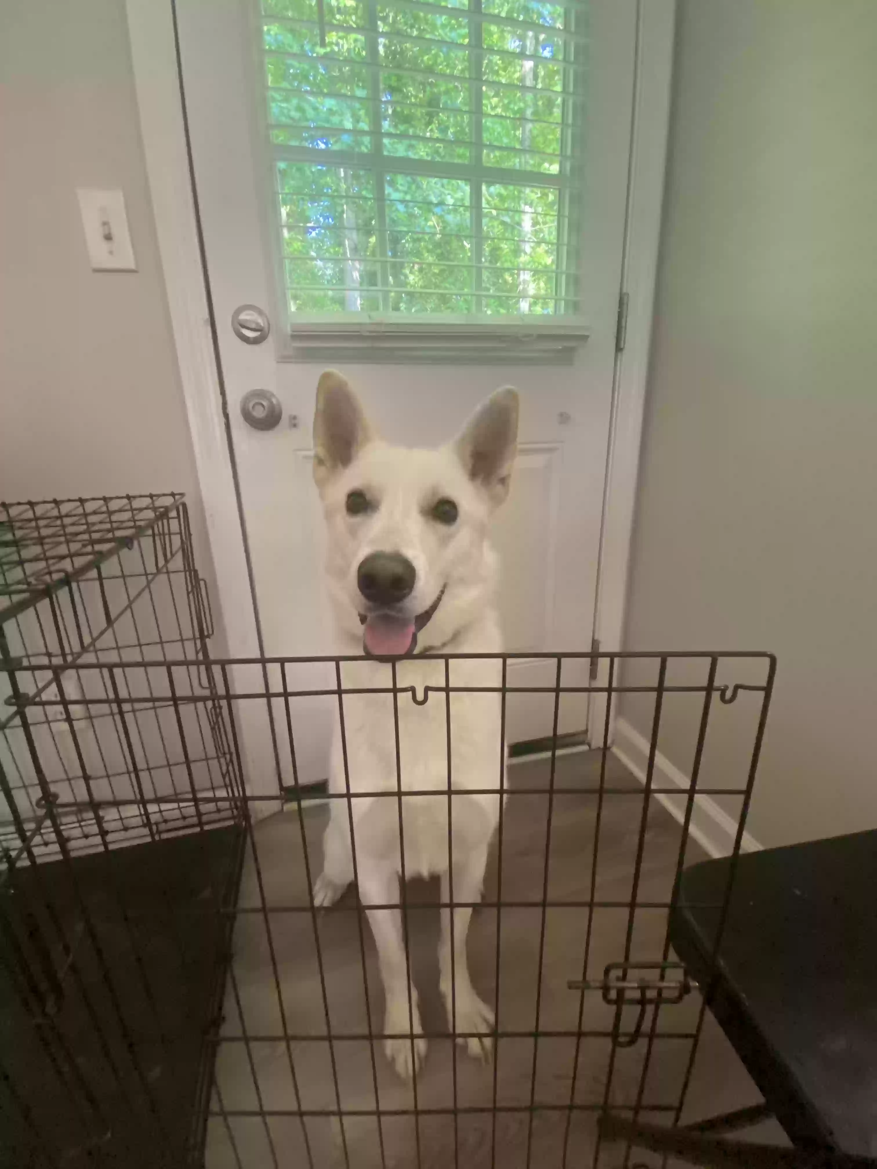 adoptable Dog in Lawrenceville,GA named Kai