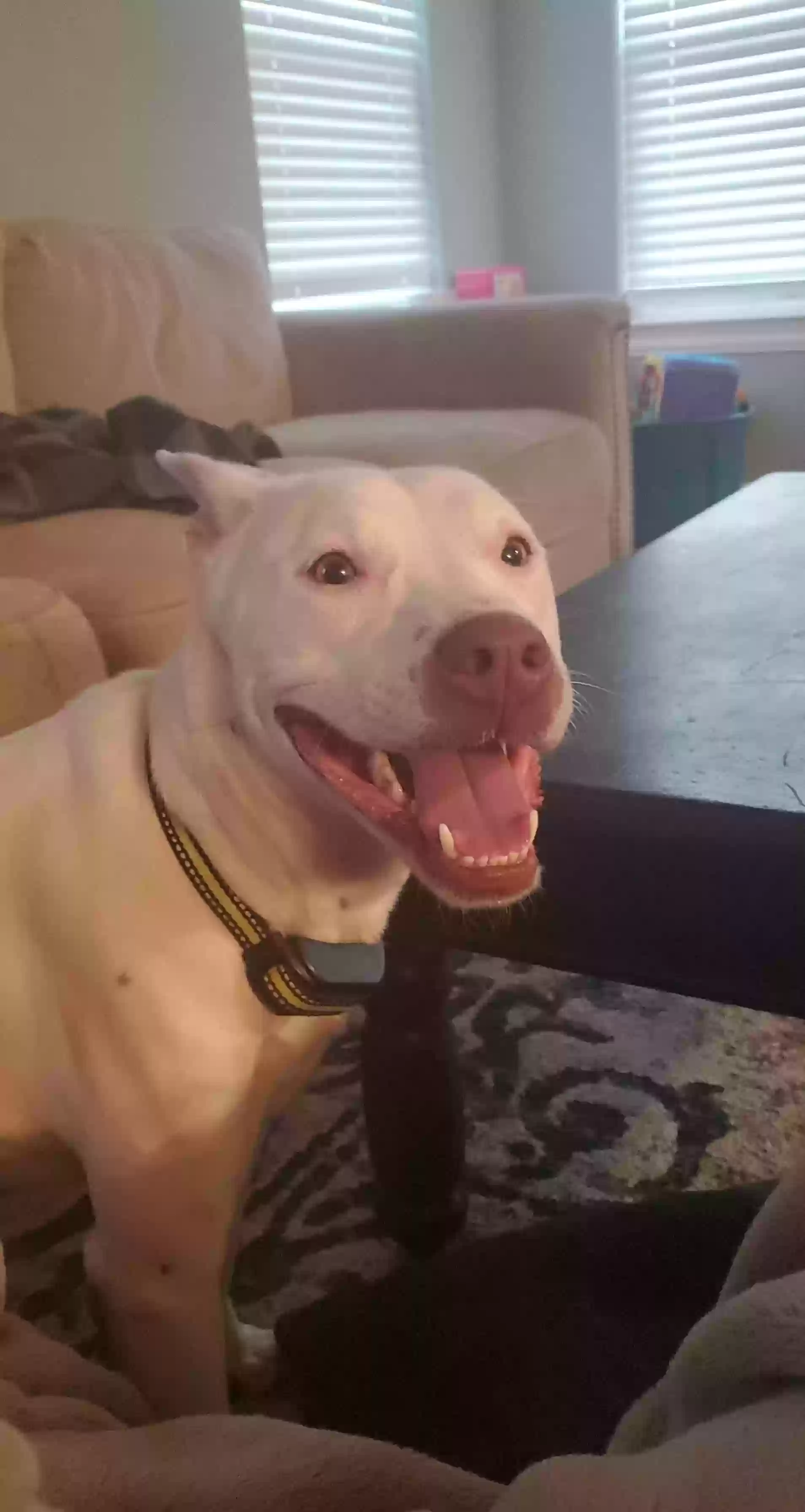 adoptable Dog in Chesapeake,VA named Riley