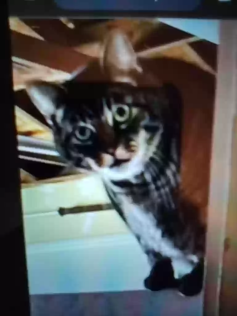 adoptable Cat in Santa Ana,CA named Newton
