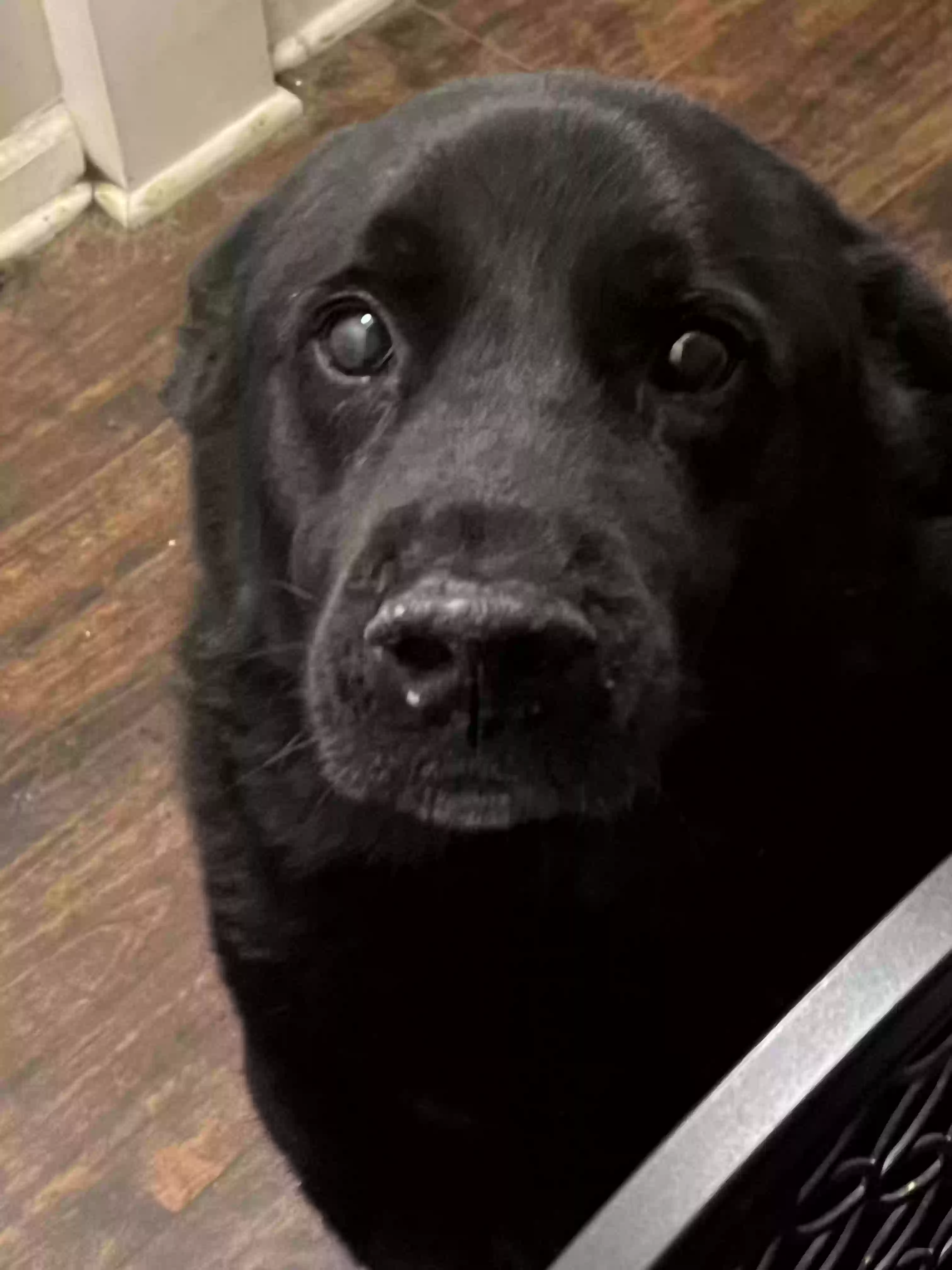 adoptable Dog in Newnan,GA named Wilson